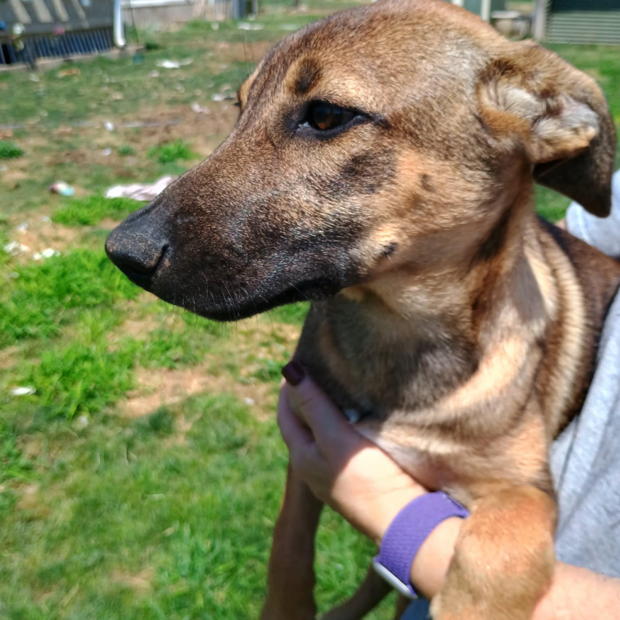Remi, a ADOPTABLE mixed breed in Glenolden, PA image 4/6