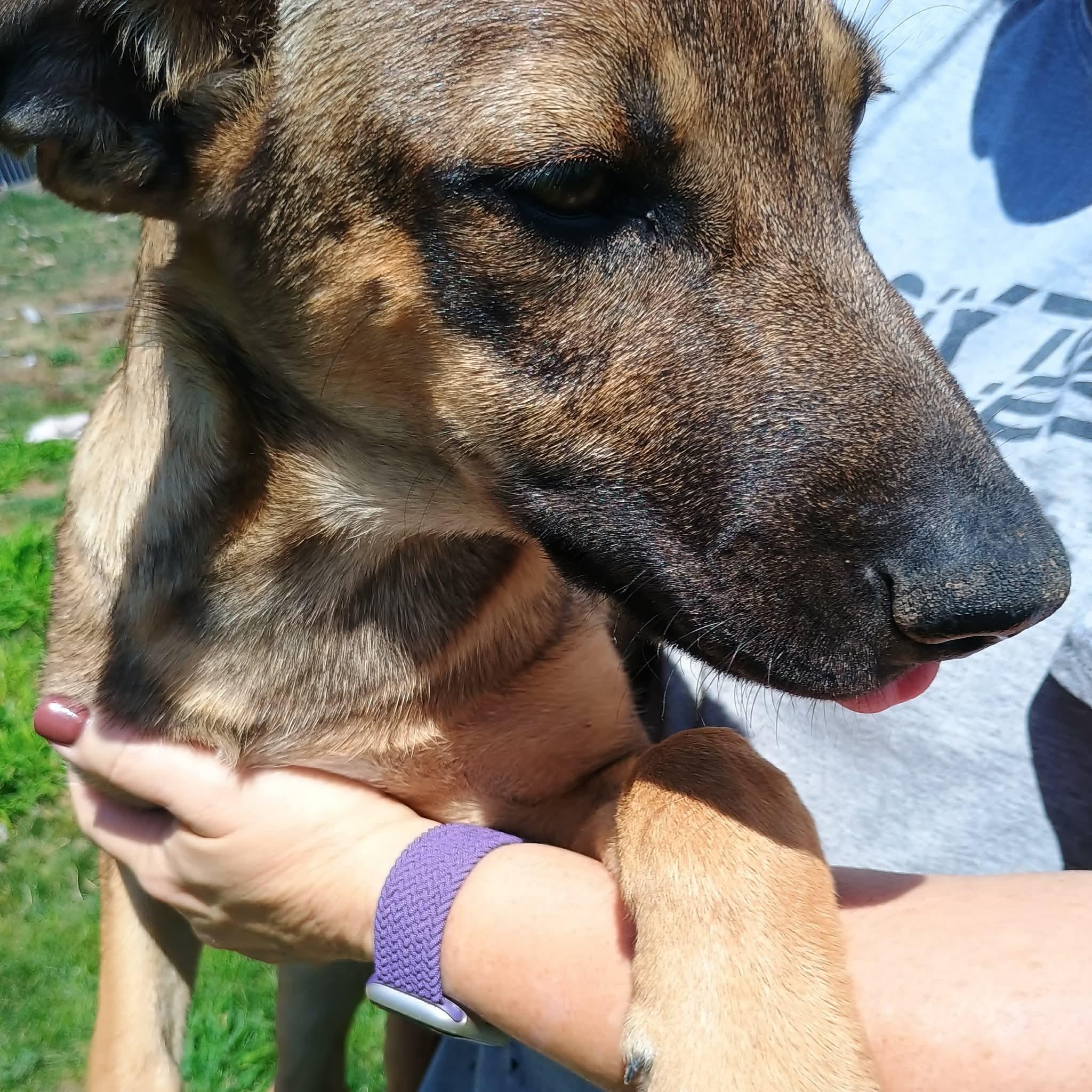 Remi, a ADOPTABLE mixed breed in Glenolden, PA image 2/6