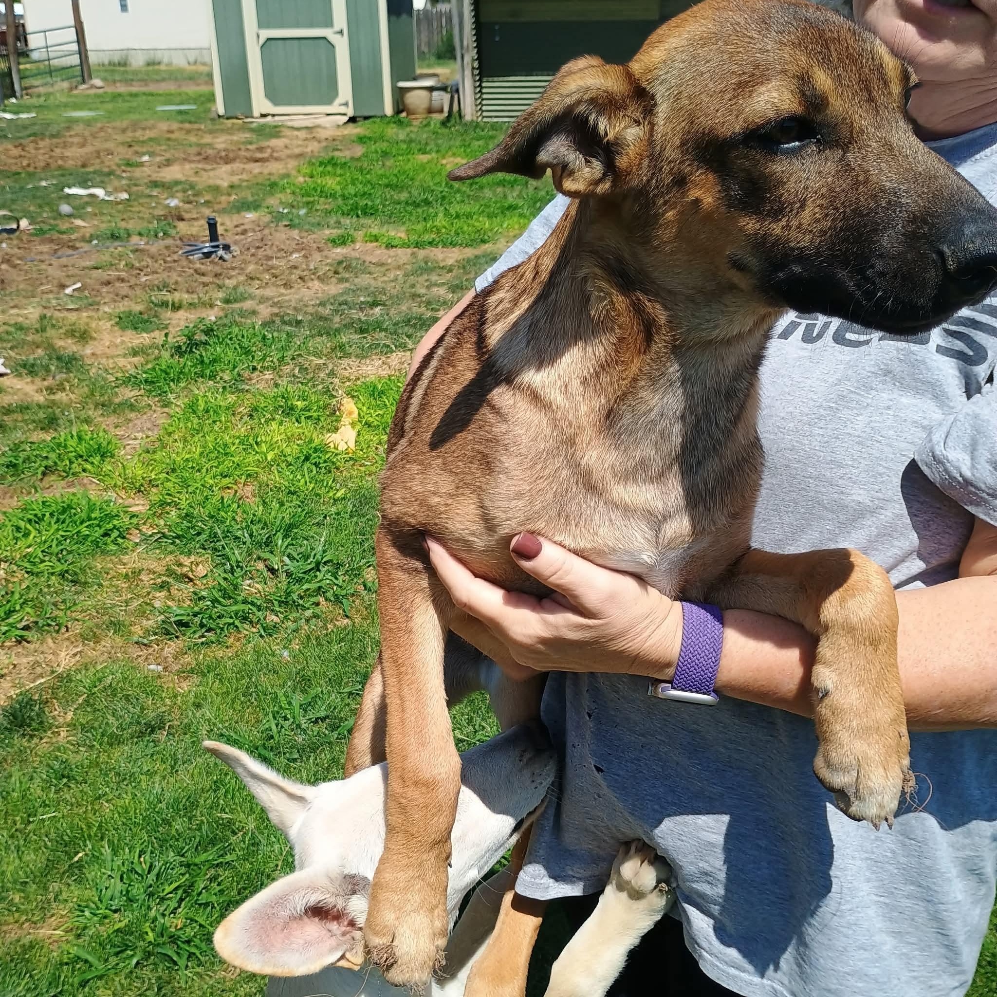 Remi, a ADOPTABLE mixed breed in Glenolden, PA image 3/6
