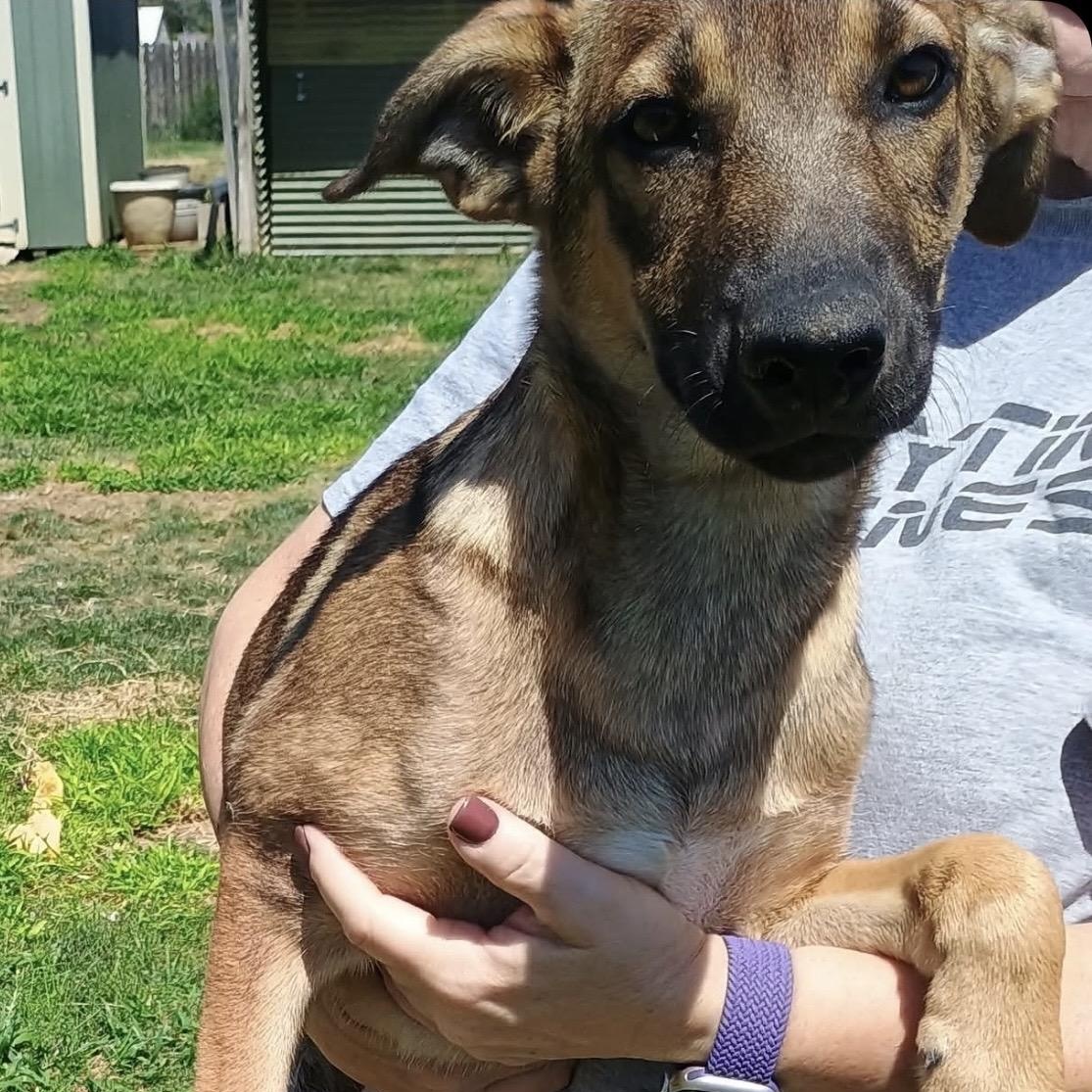 Remi, a ADOPTABLE mixed breed in Glenolden, PA image 1/6
