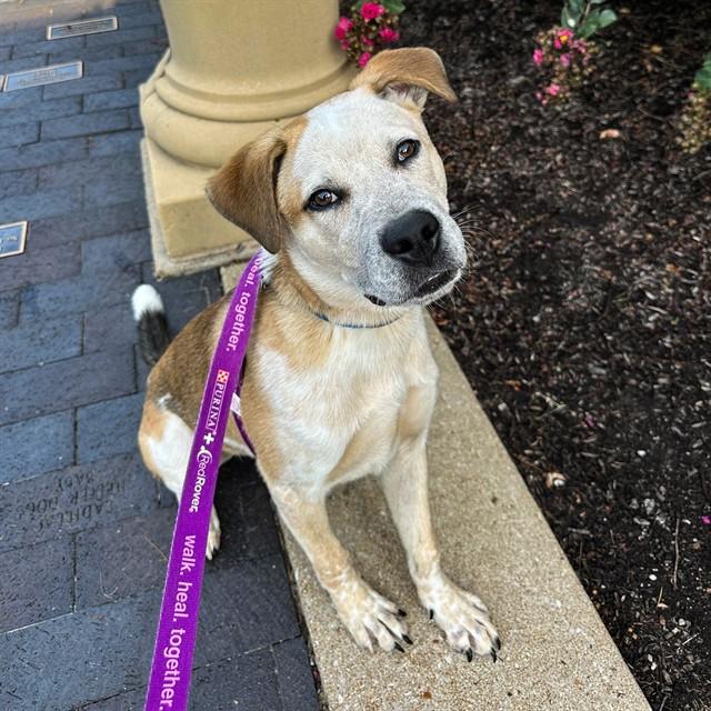 GROVER, Adoptable, Young Male Pit Bull Terrier & Australian Cattle Dog / Blue Heeler.