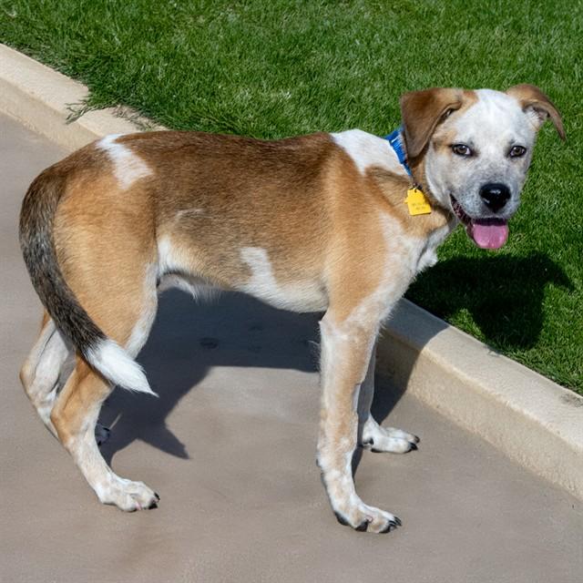 Enlarge GROVER, a Adoptable mixed breed in Saint Louis, MO image 1/1