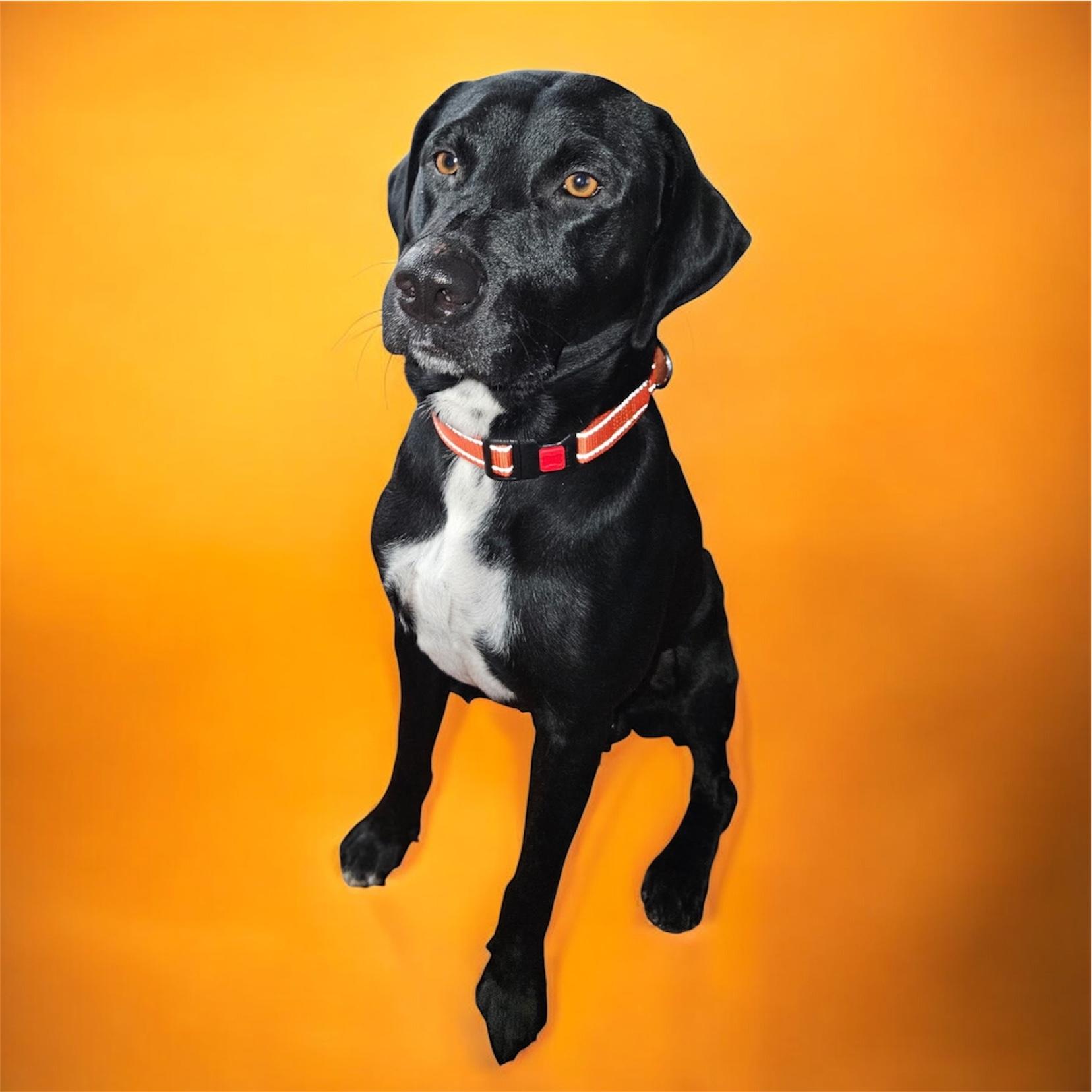 Enlarge Huckleberry, a Adoptable mixed breed in Williston, VT image 2/4