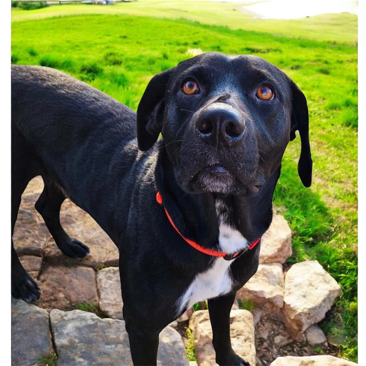 Enlarge Huckleberry, a Adoptable mixed breed in Williston, VT image 3/4