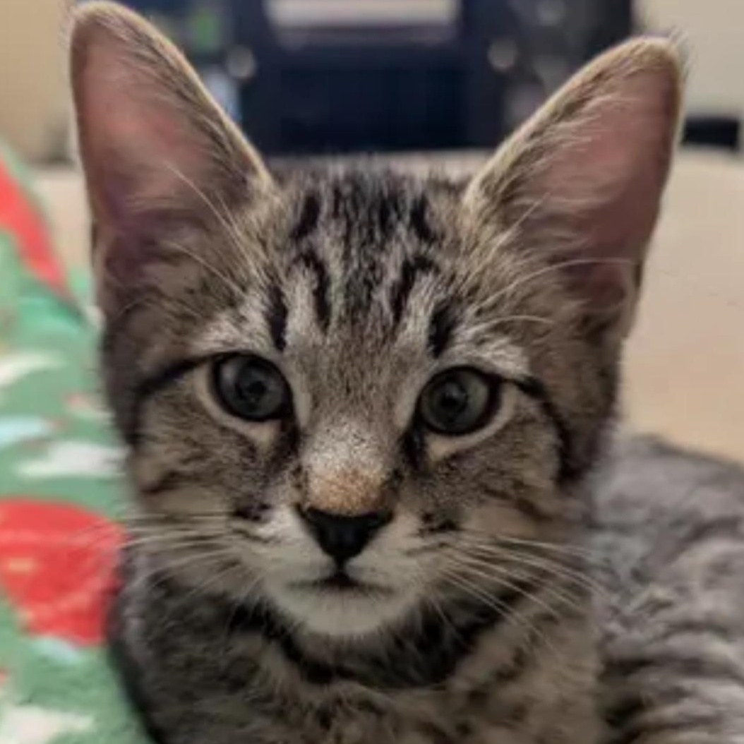 Enlarge Thumper , an adopted Domestic Short Hair in Katy, TX image 1/1