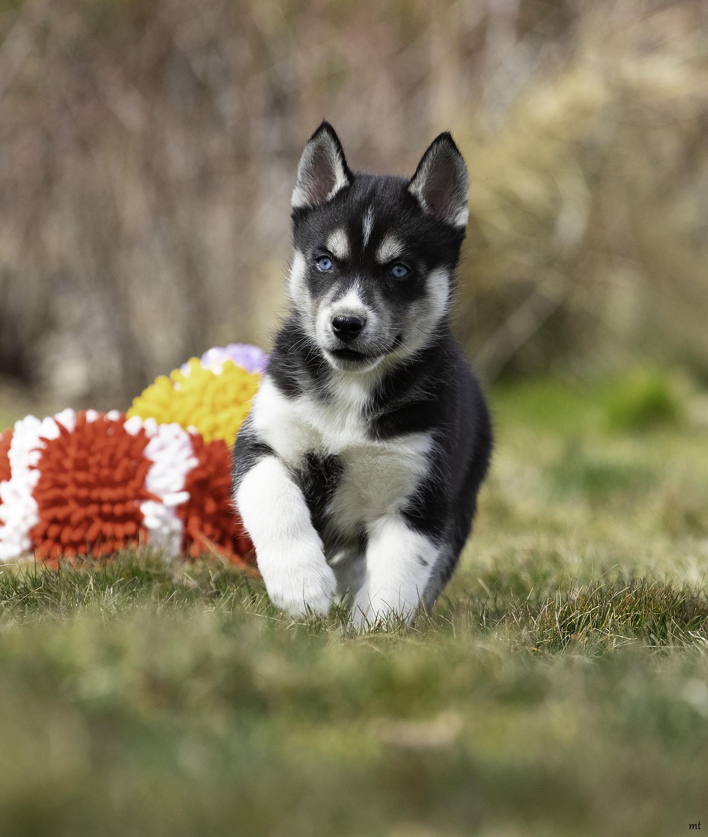 Enlarge Scout, a Adoptable Husky in Washoe Valley, NV image 2/4