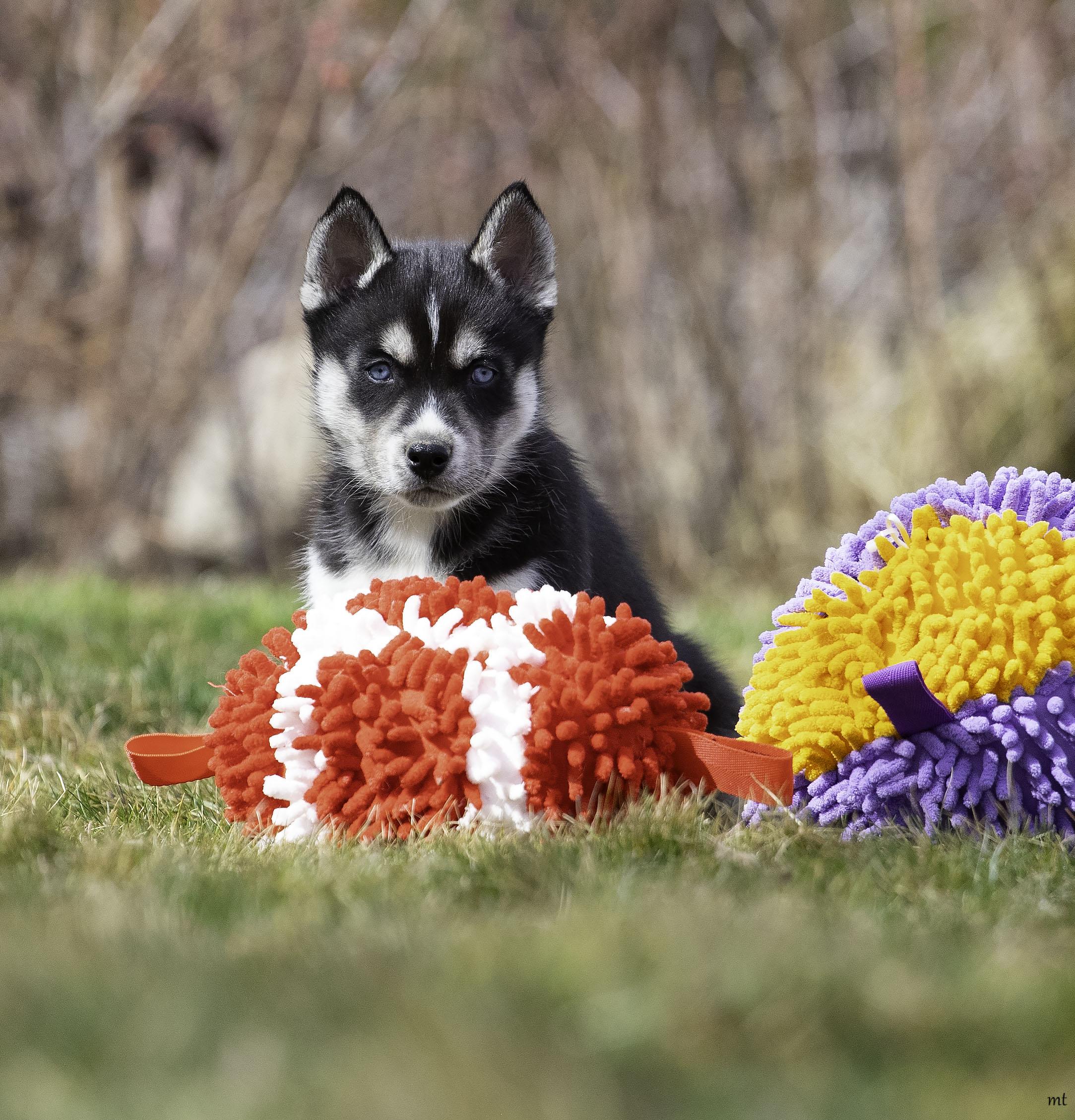 Enlarge Scout, a Adoptable Husky in Washoe Valley, NV image 4/4