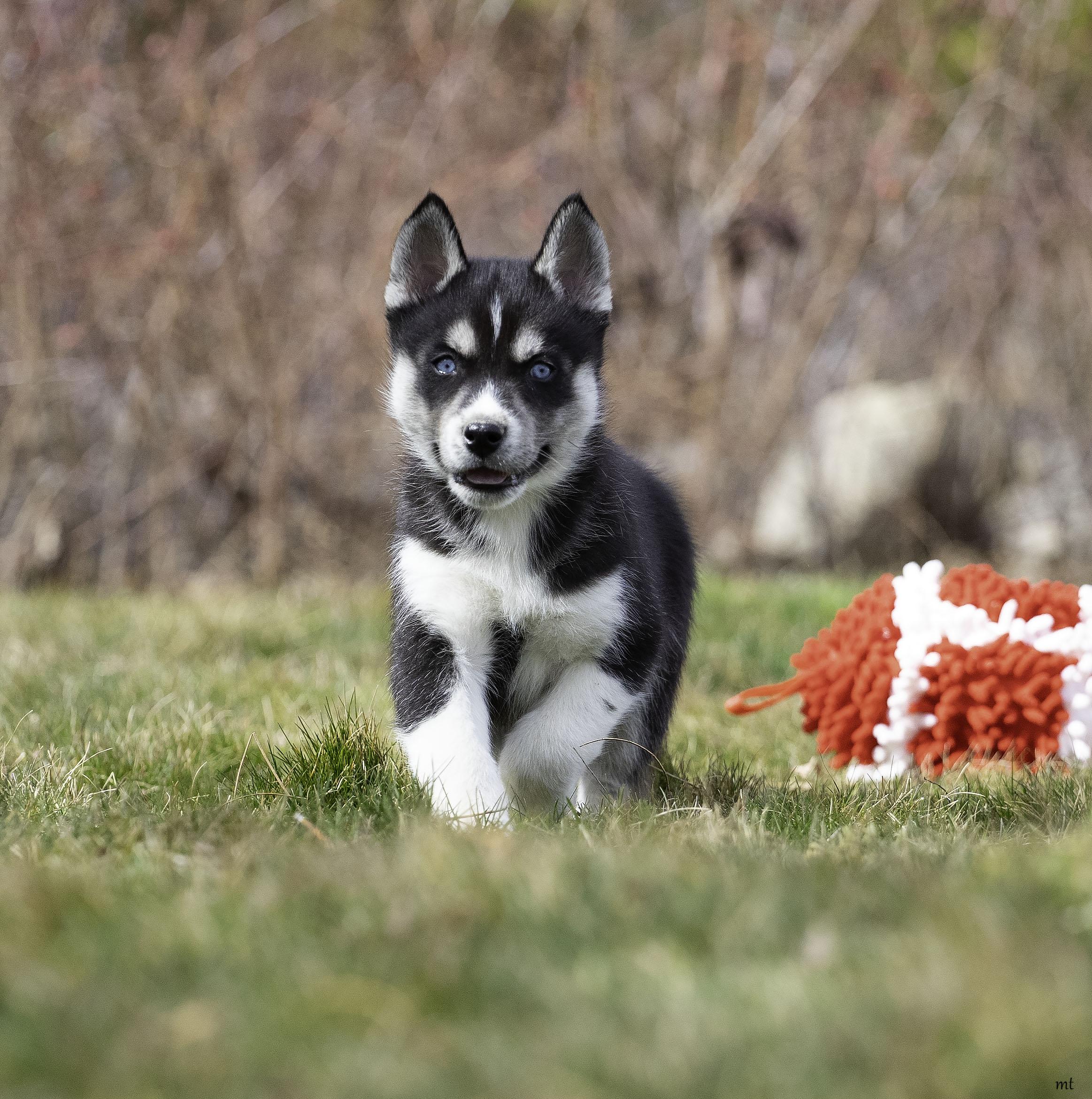 Scout, Adoptable, Puppy Male Husky.