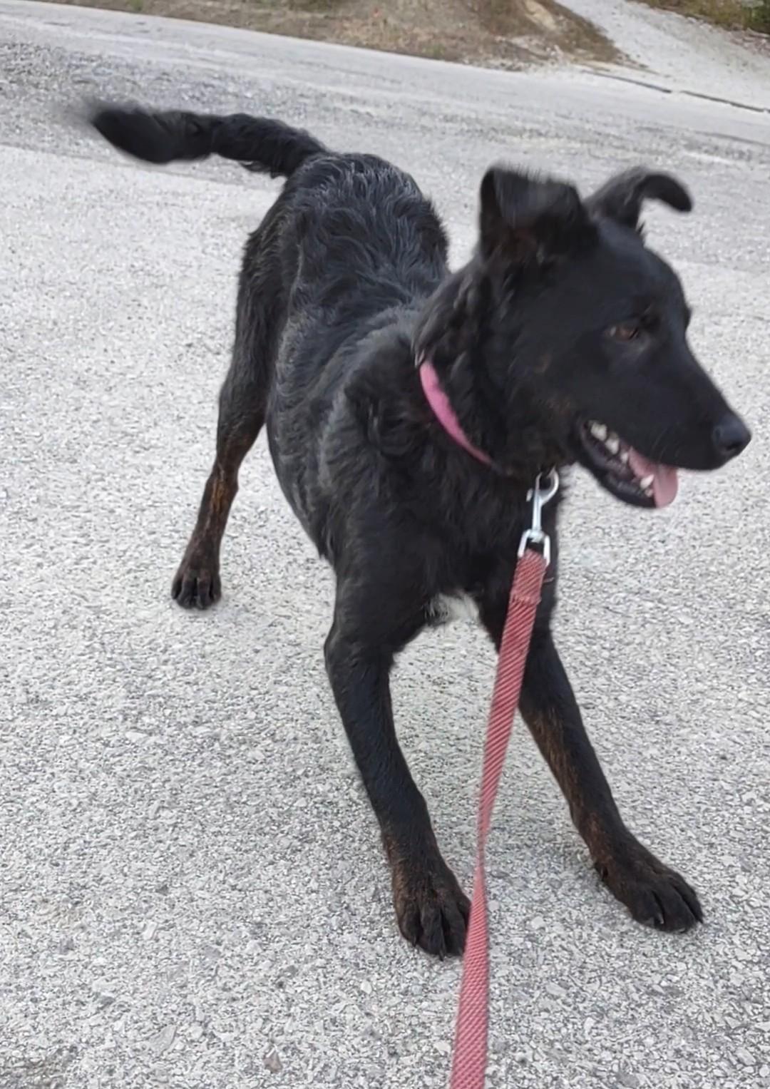 Stormy, Adopted, Young Male Labrador Retriever.