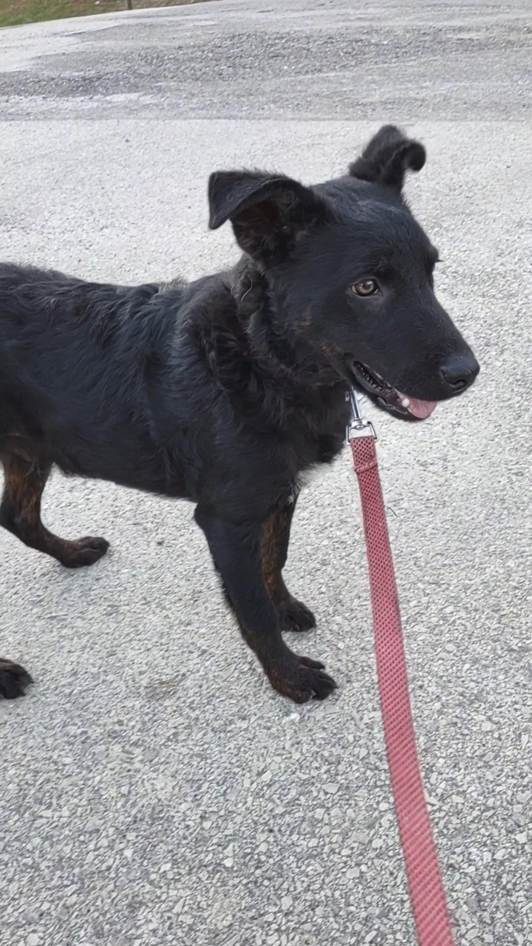 Enlarge Stormy, a Adopted mixed breed in Clay City, KY image 3/4