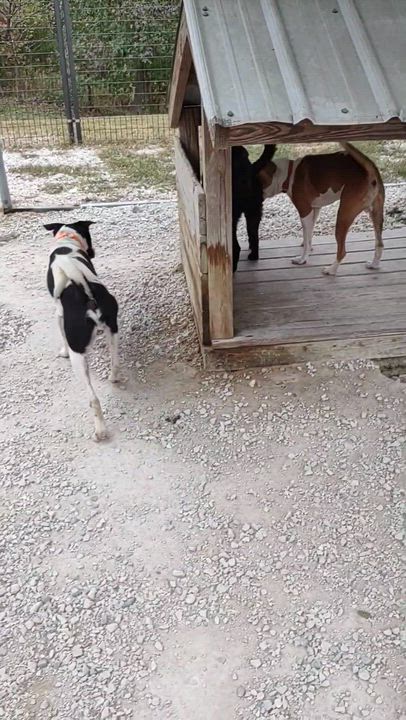 Enlarge Stormy, a Adopted mixed breed in Clay City, KY video 4/4