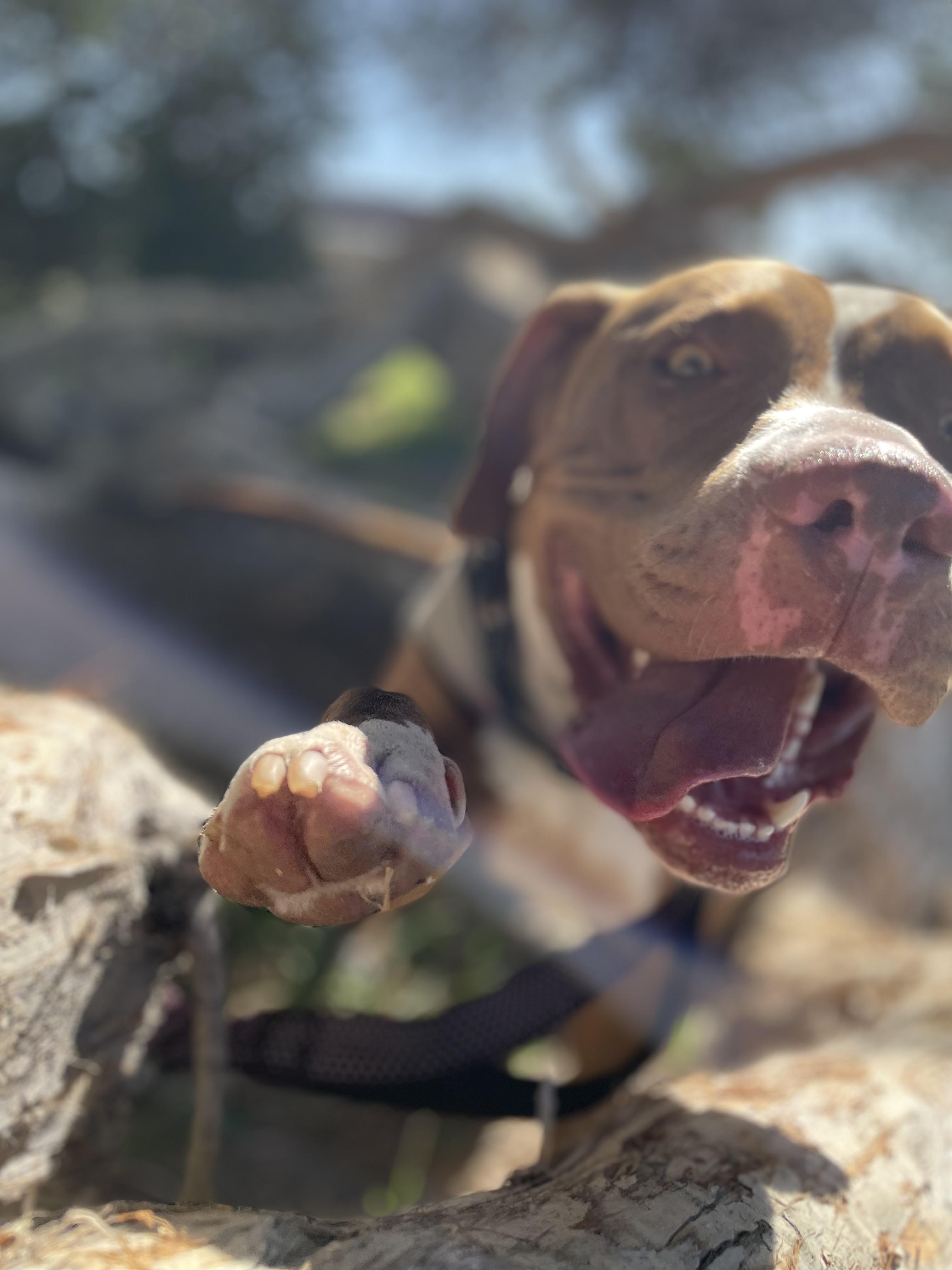 cooper