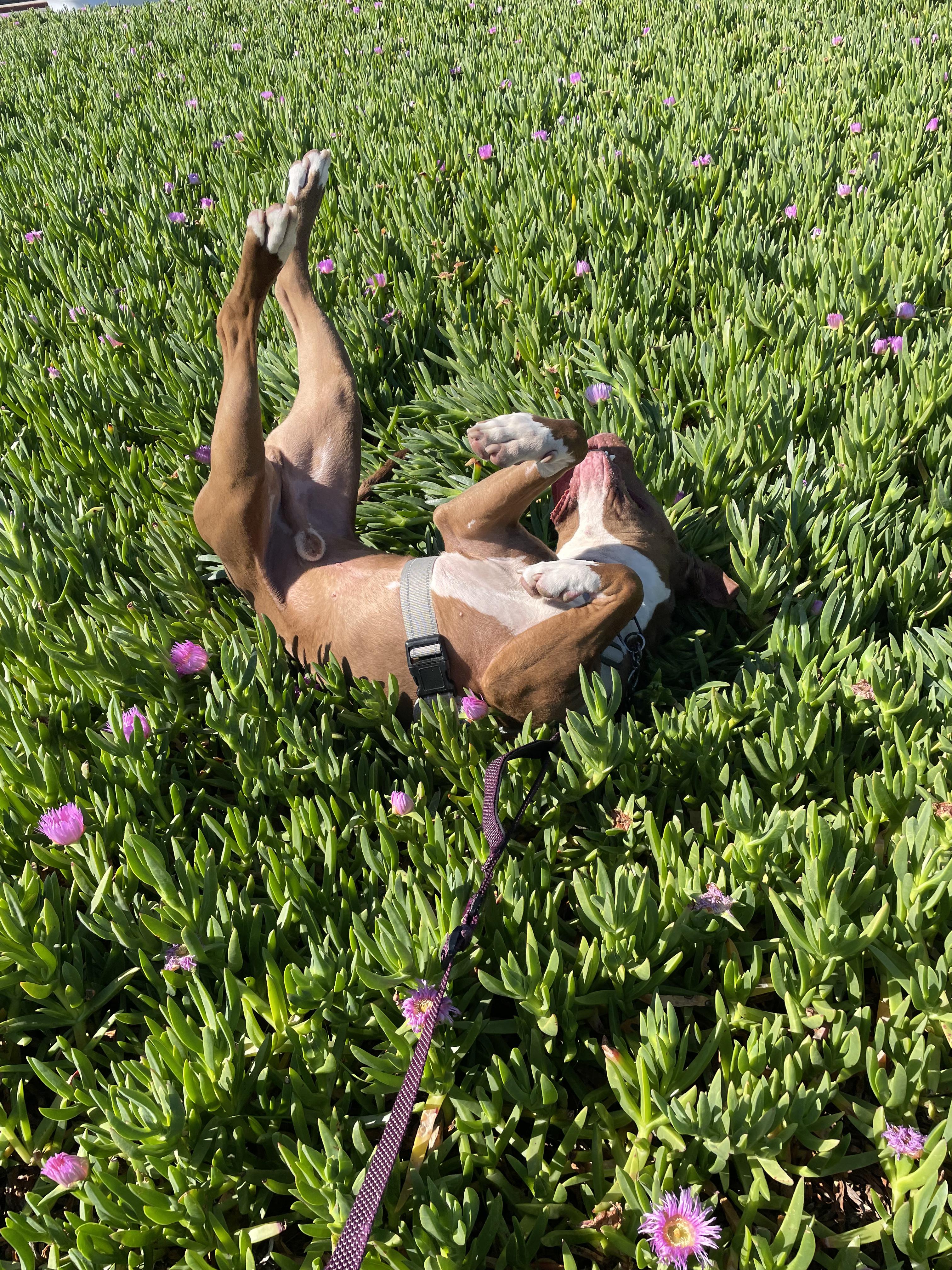 cooper, a Adoptable mixed breed in Brea, CA image 2/6