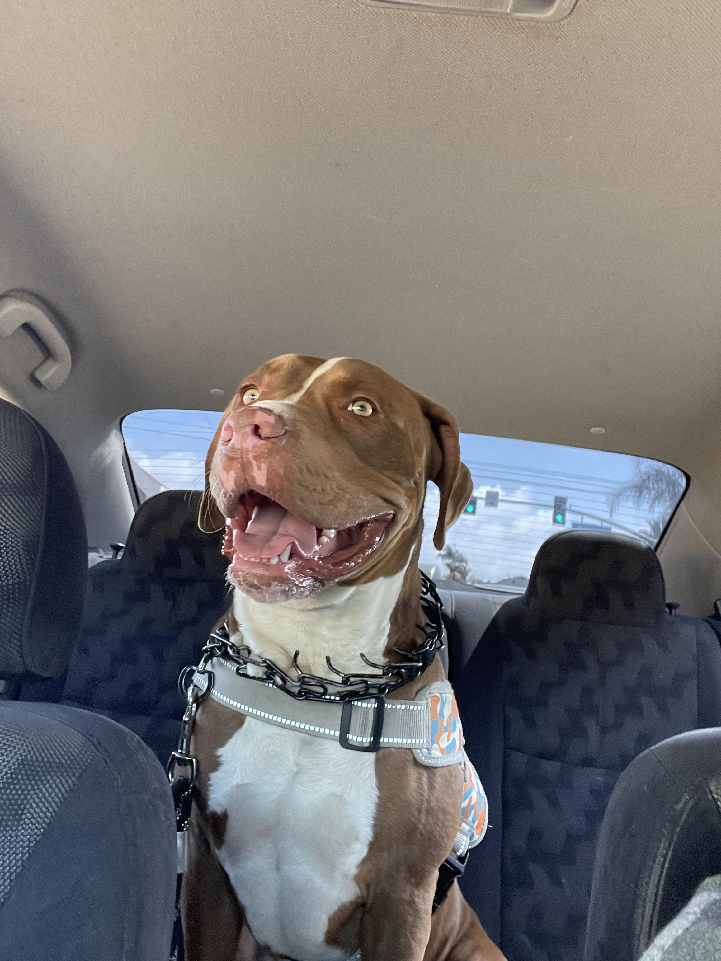 cooper, a Adoptable mixed breed in Brea, CA image 3/6