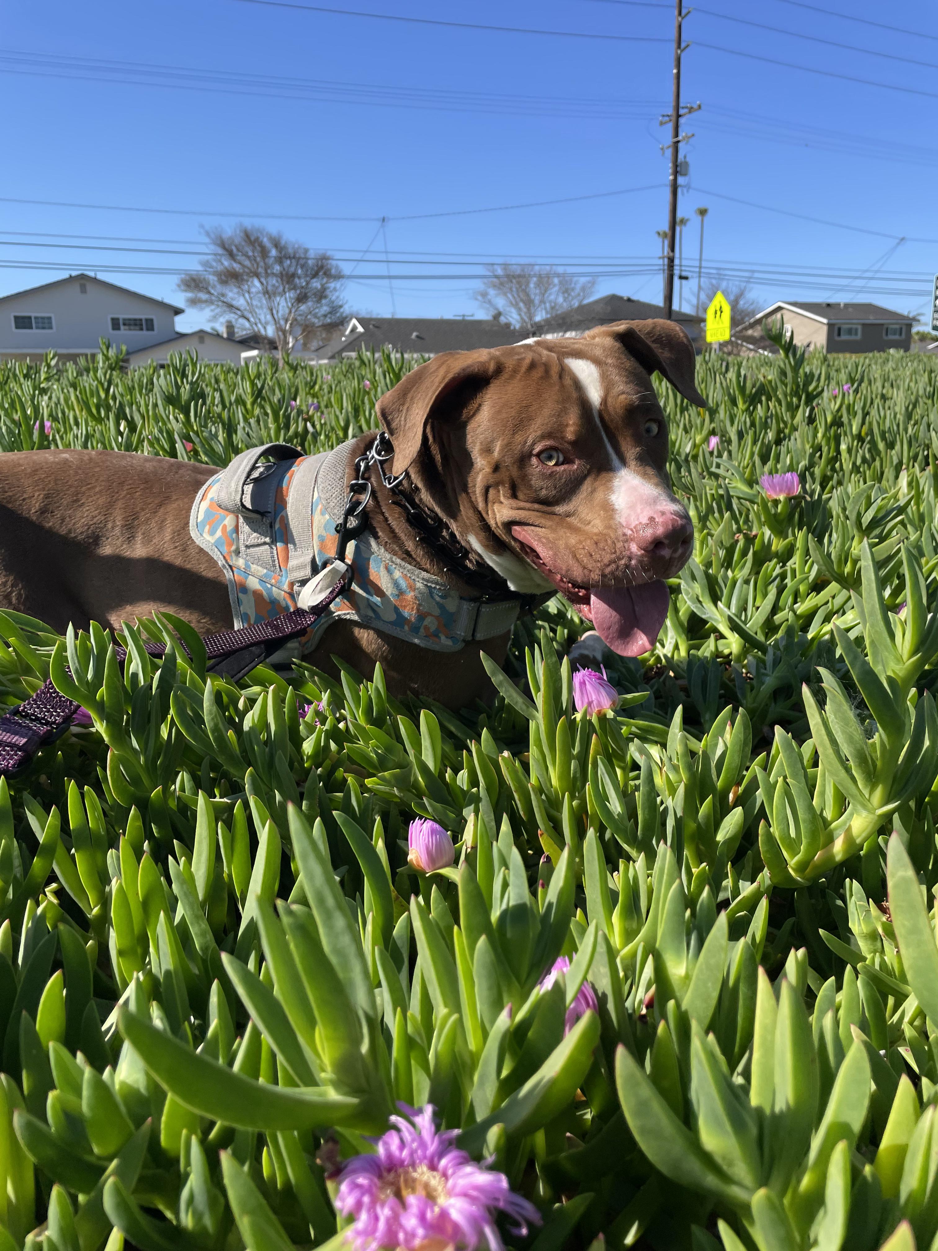 cooper, a Adoptable mixed breed in Brea, CA image 4/6