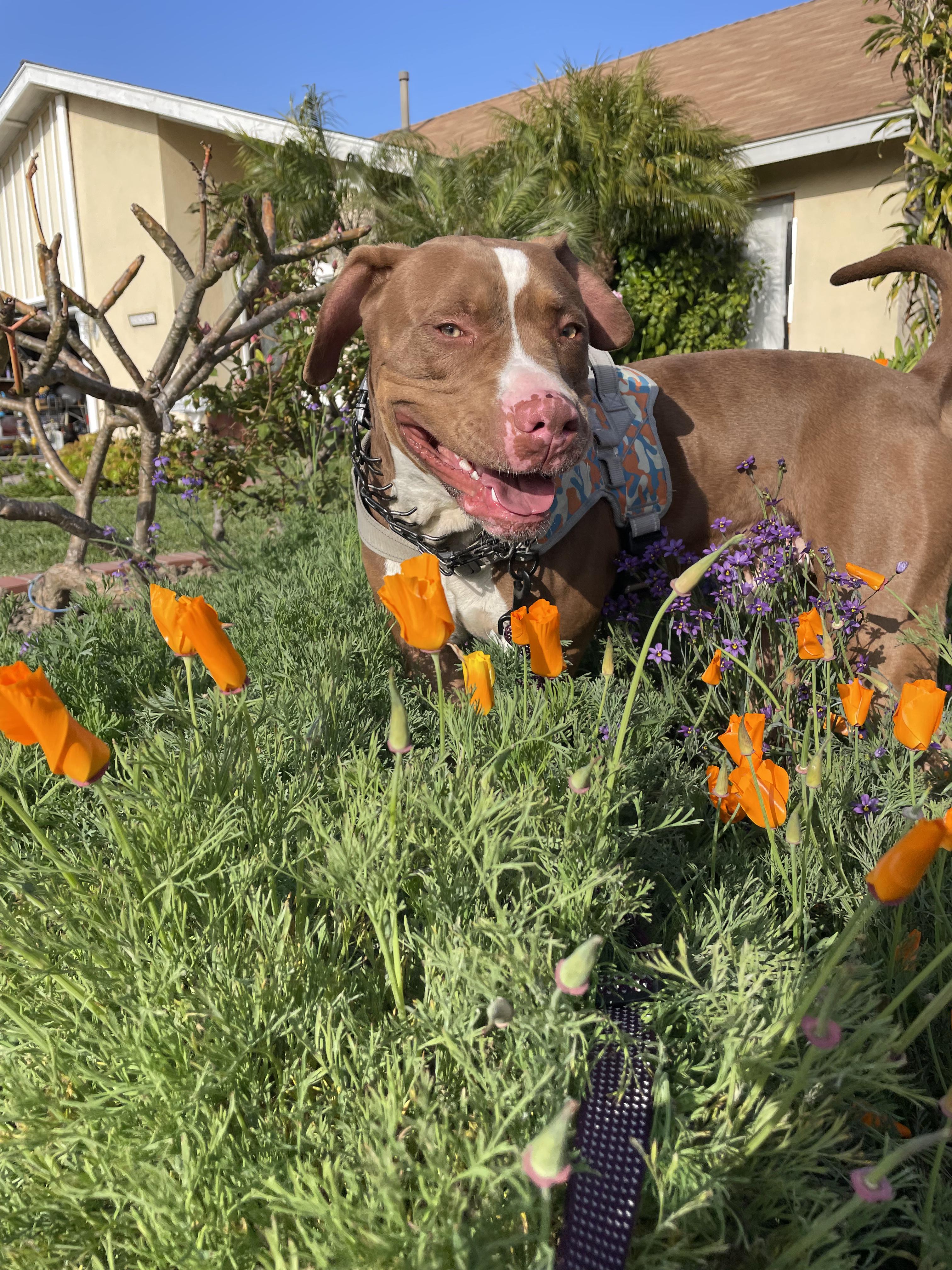 cooper, a Adoptable mixed breed in Brea, CA image 5/6