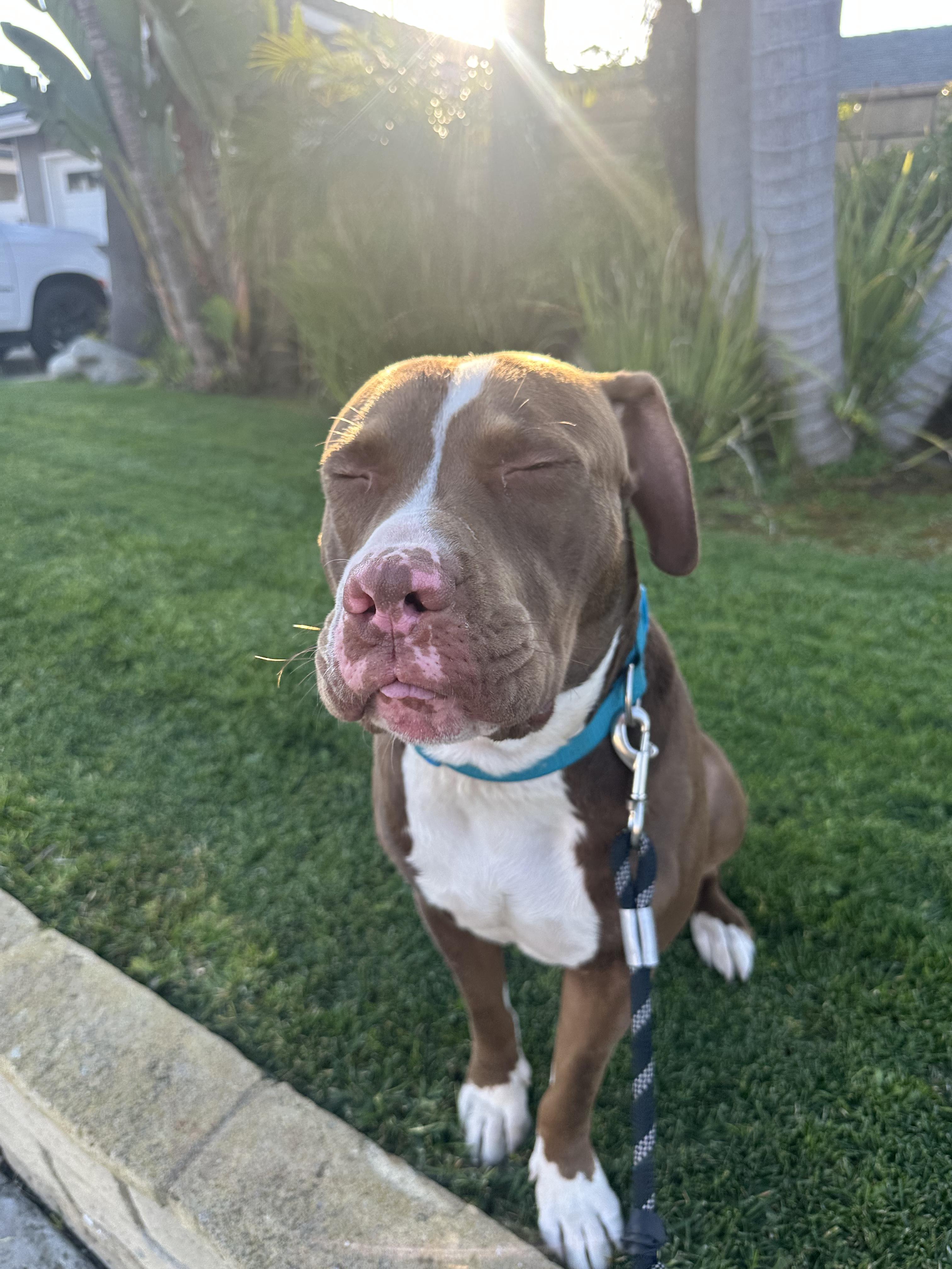 cooper, a Adoptable mixed breed in Brea, CA image 6/6