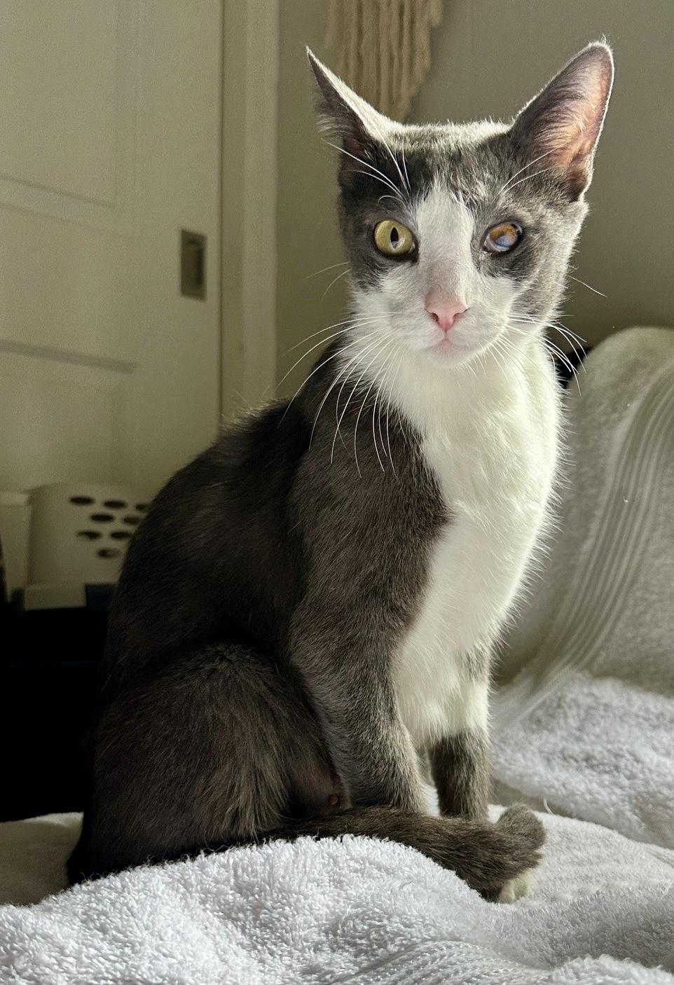 Sterling, Adoptable, Adult Female Domestic Short Hair.