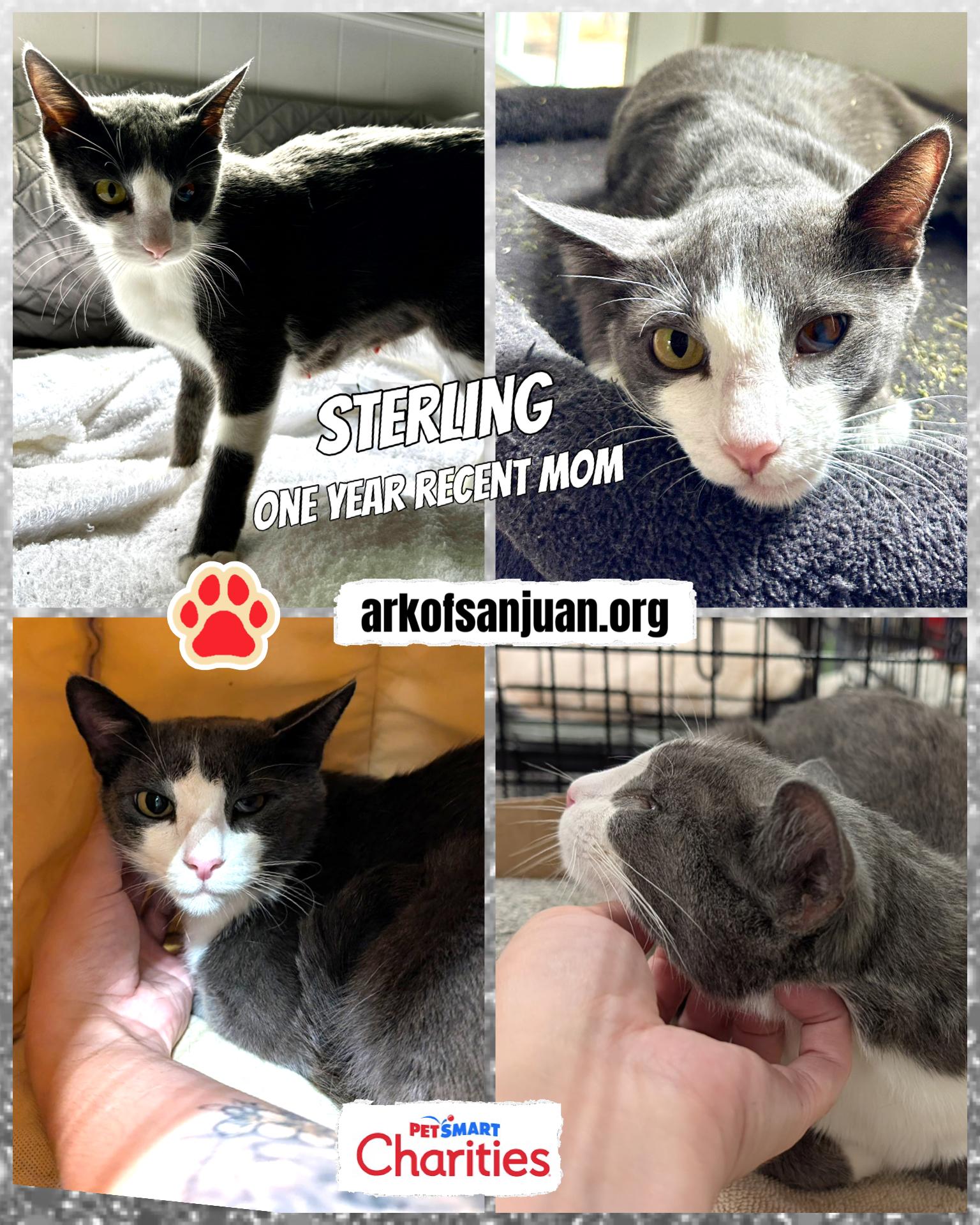 Enlarge Sterling, a Adoptable Domestic Short Hair in San Juan Capistrano, CA image 2/3