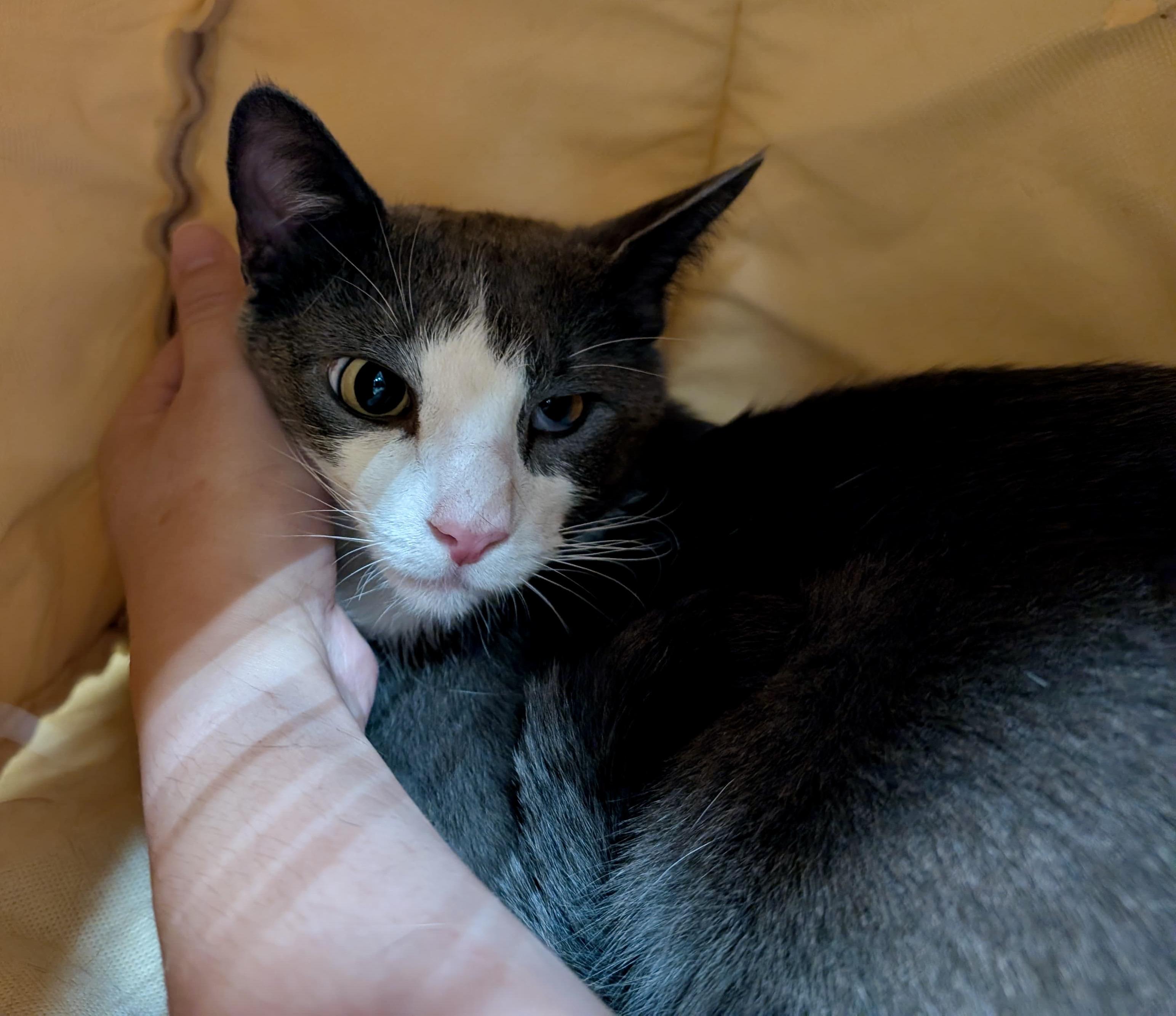 Enlarge Sterling, a Adoptable Domestic Short Hair in San Juan Capistrano, CA image 3/3