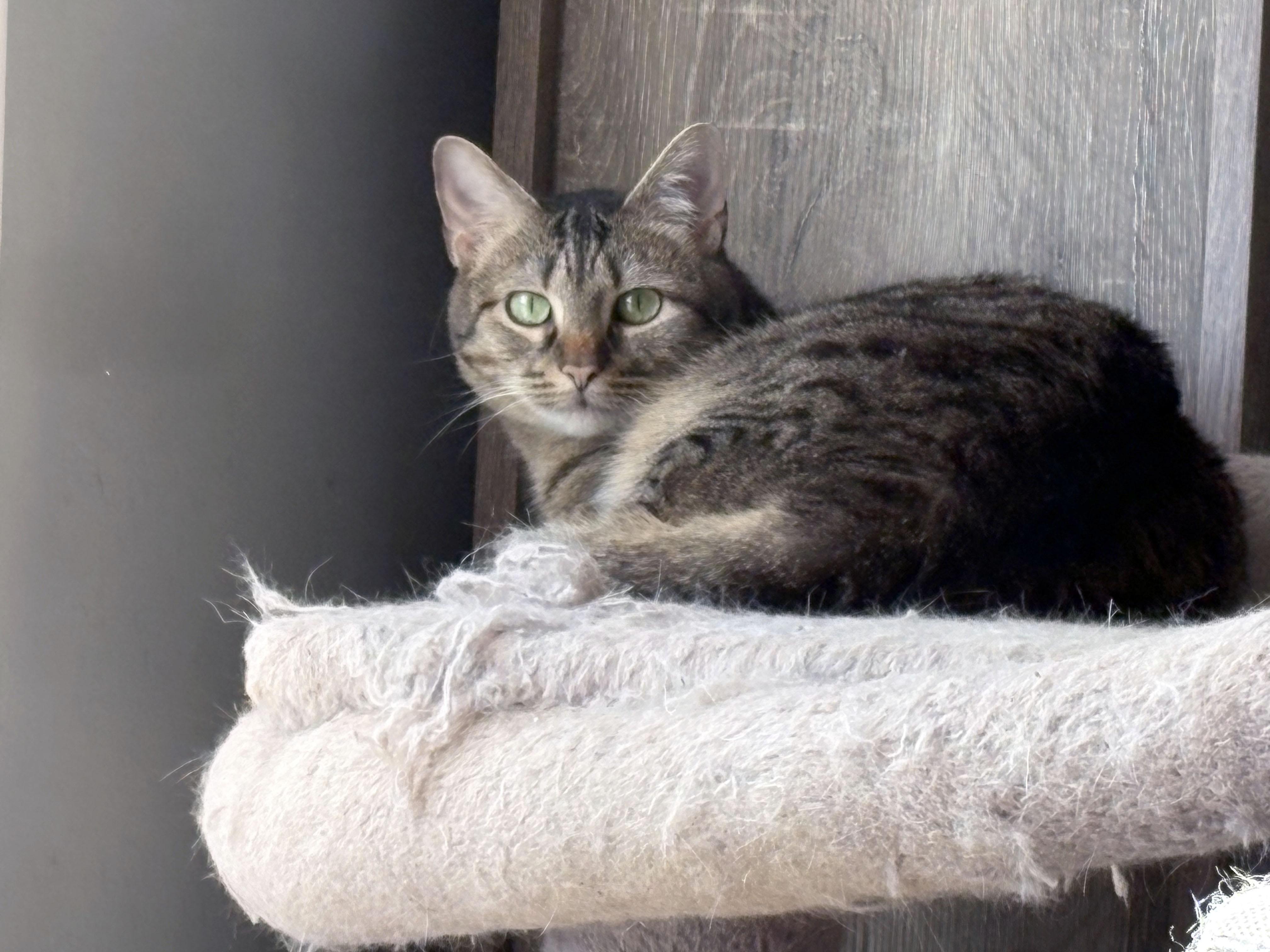 Ly-Ly, a ADOPTABLE mixed breed in Mauldin, SC image 2/4