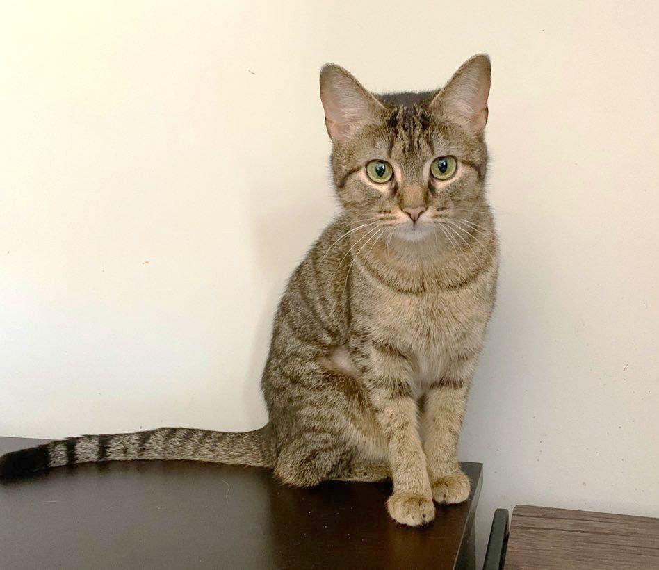Ly-Ly, a ADOPTABLE mixed breed in Mauldin, SC image 3/4