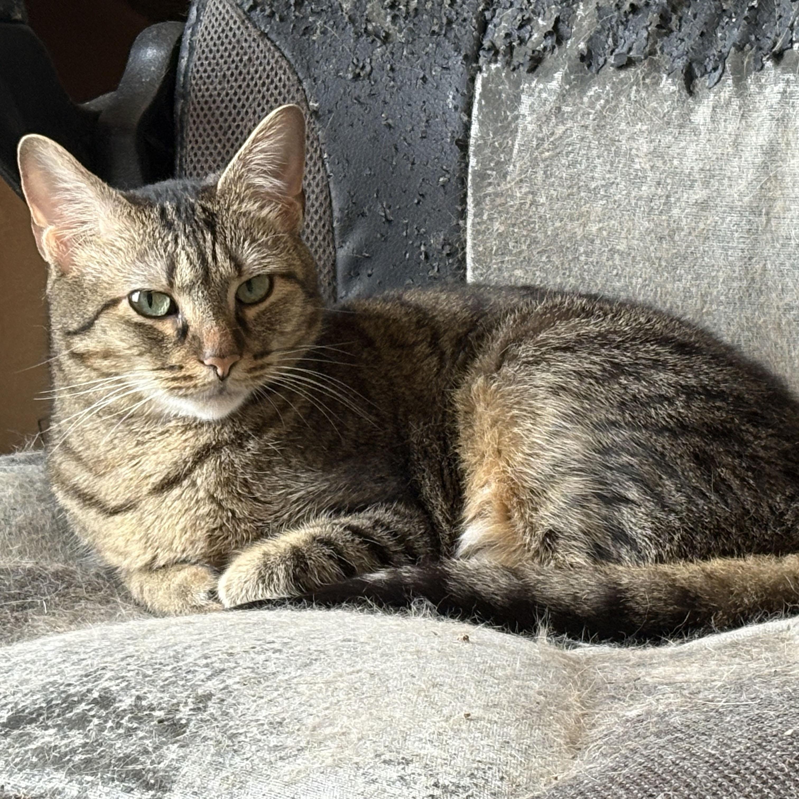 Ly-Ly, a ADOPTABLE mixed breed in Mauldin, SC image 1/4