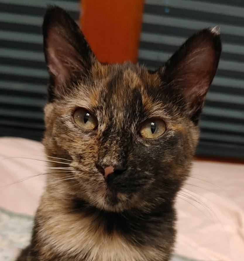 Frances Jean, Young Female Tortoiseshell