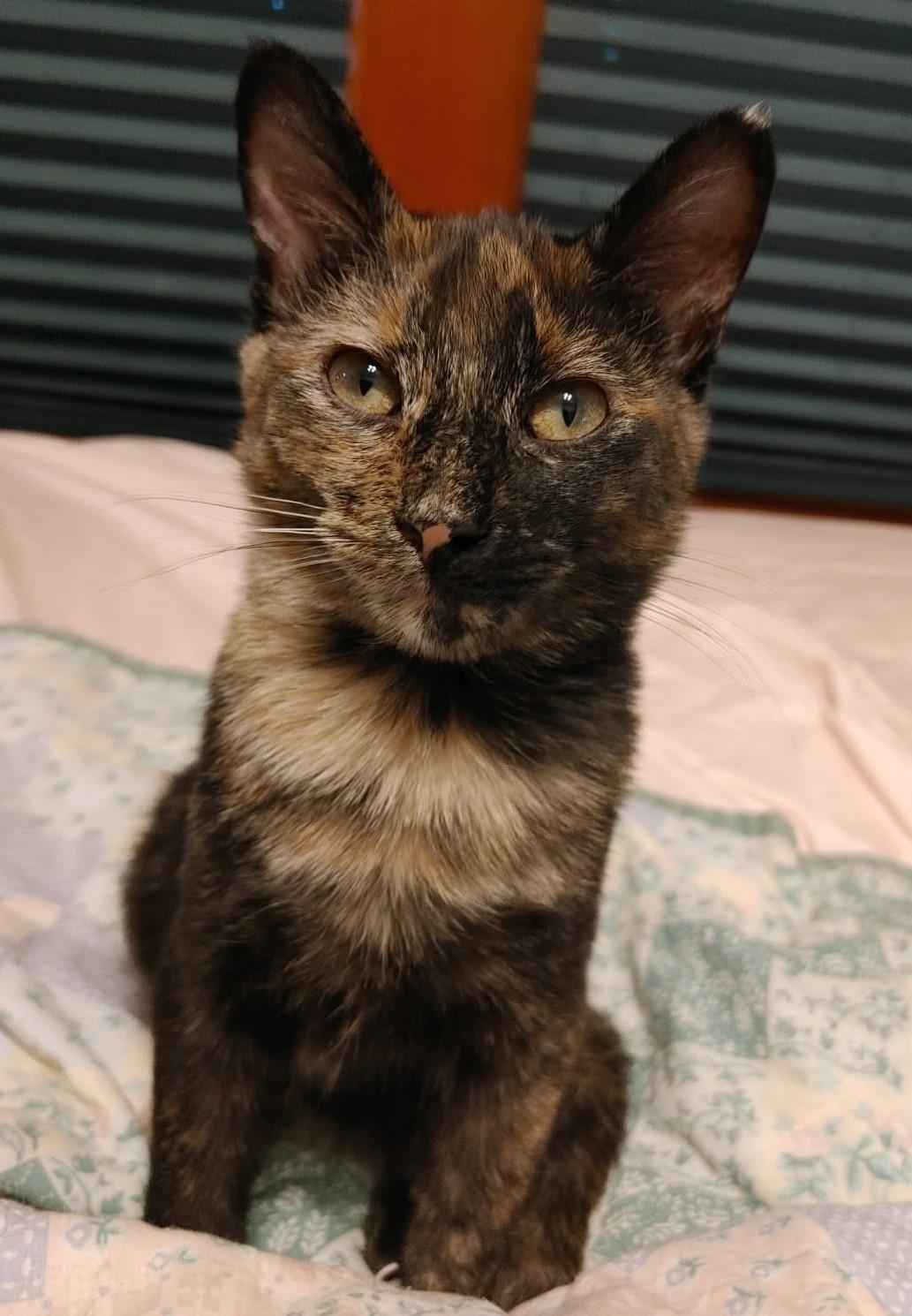 Frances Jean, a Adoptable Tortoiseshell in Greeley, CO image 2/4