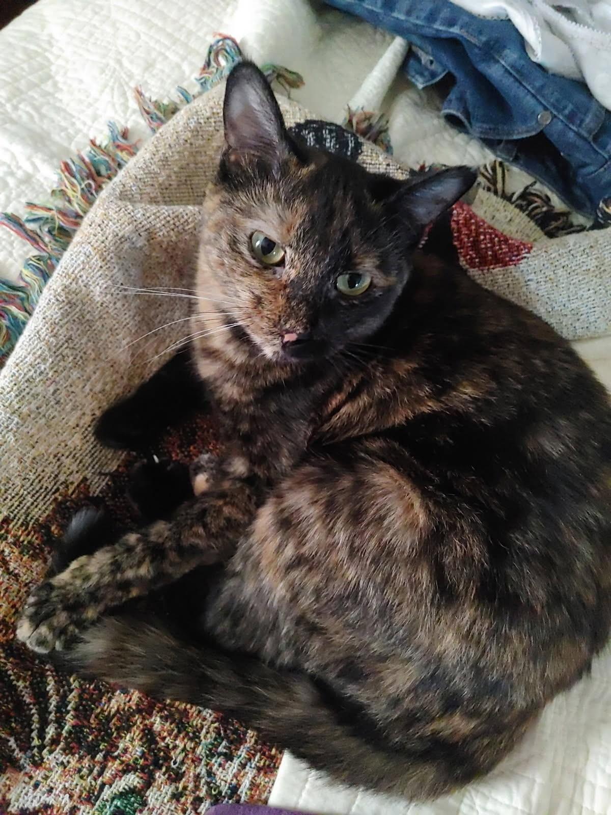 Frances Jean, a Adoptable Tortoiseshell in Greeley, CO image 4/4