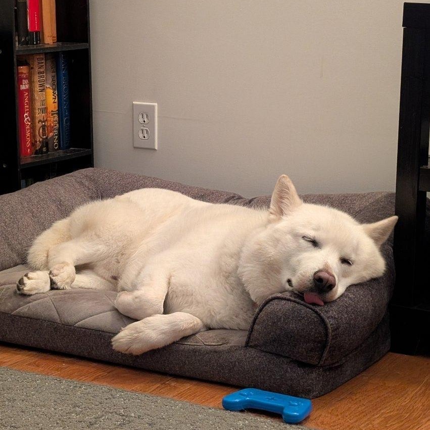 Ghost, an adoptable Husky, Samoyed in Williamsburg, ON, K0C 2H0 | Photo Image 4