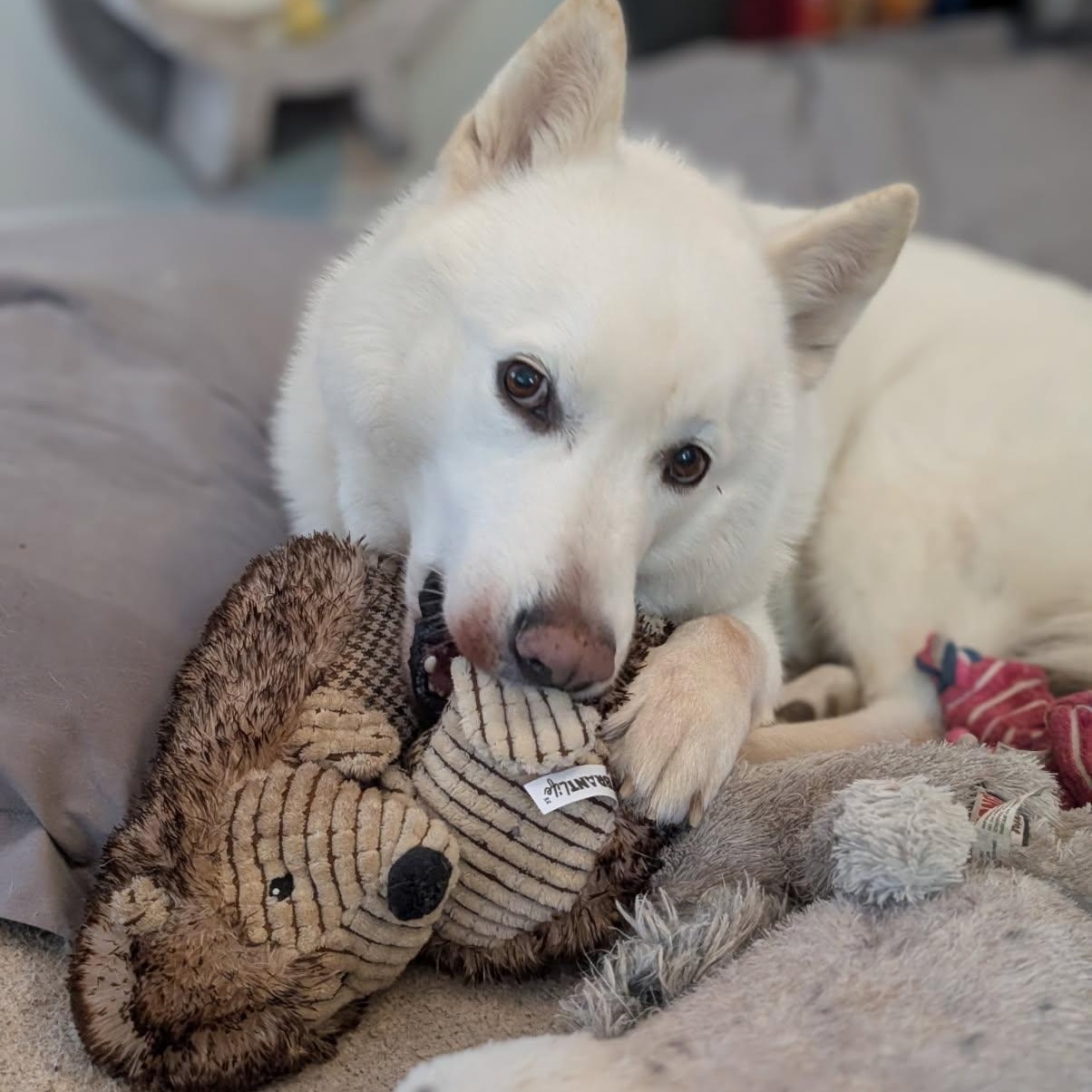 Ghost, an adoptable Husky, Samoyed in Williamsburg, ON, K0C 2H0 | Photo Image 3