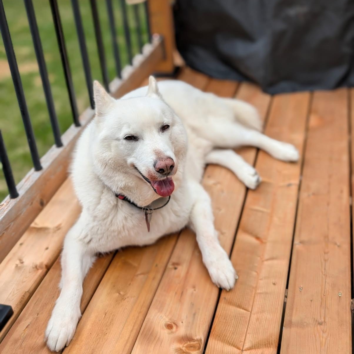 Ghost, an adoptable Husky, Samoyed in Williamsburg, ON, K0C 2H0 | Photo Image 1