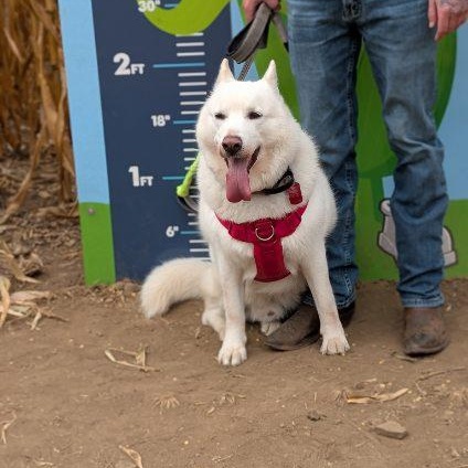 Ghost, an adoptable Husky, Samoyed in Williamsburg, ON, K0C 2H0 | Photo Image 2