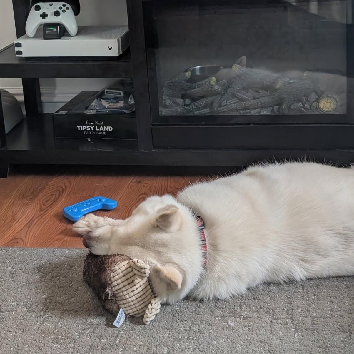 Ghost, a Adoptable mixed breed in Williamsburg, ON image 5/6