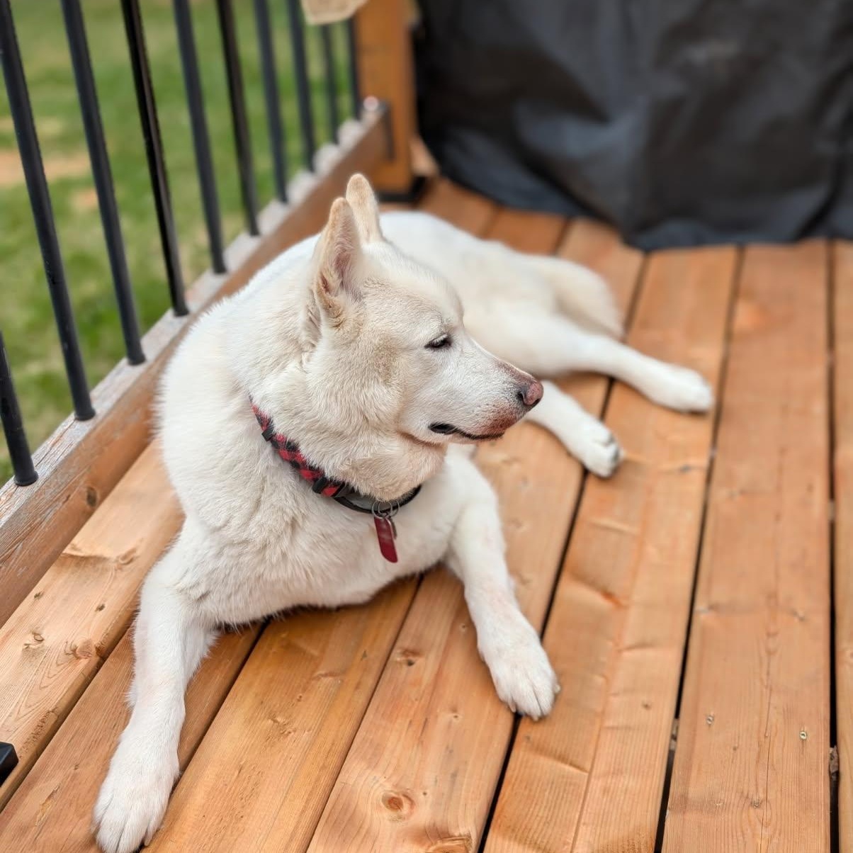 Ghost, an adoptable Husky, Samoyed in Williamsburg, ON, K0C 2H0 | Photo Image 6