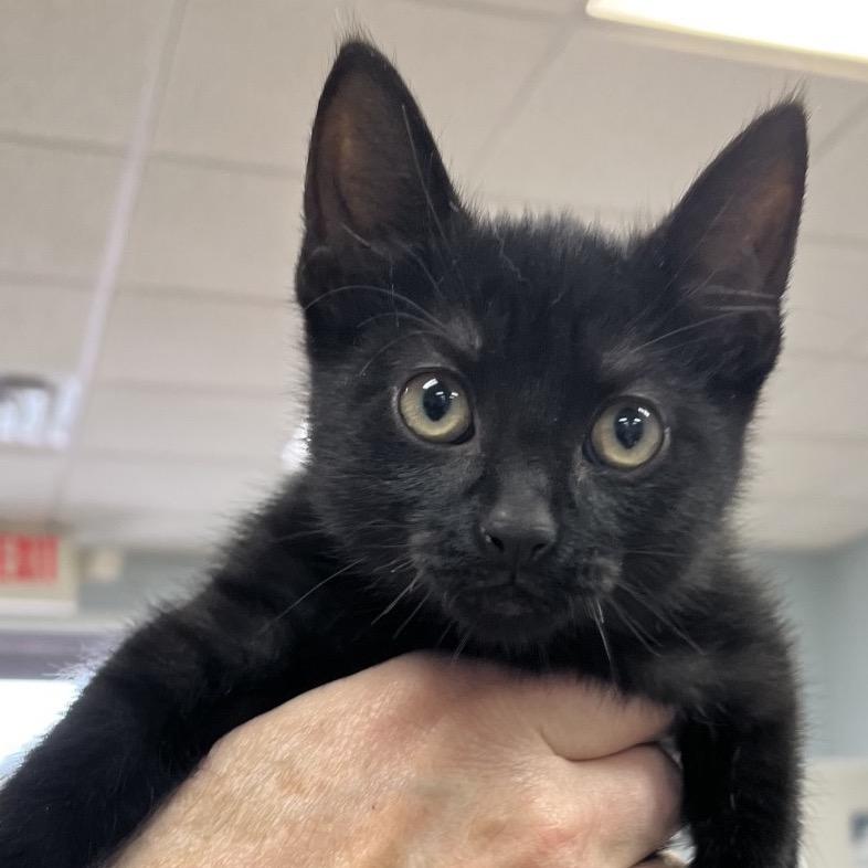 Wendy, Adoptable, Kitten Female Domestic Short Hair.