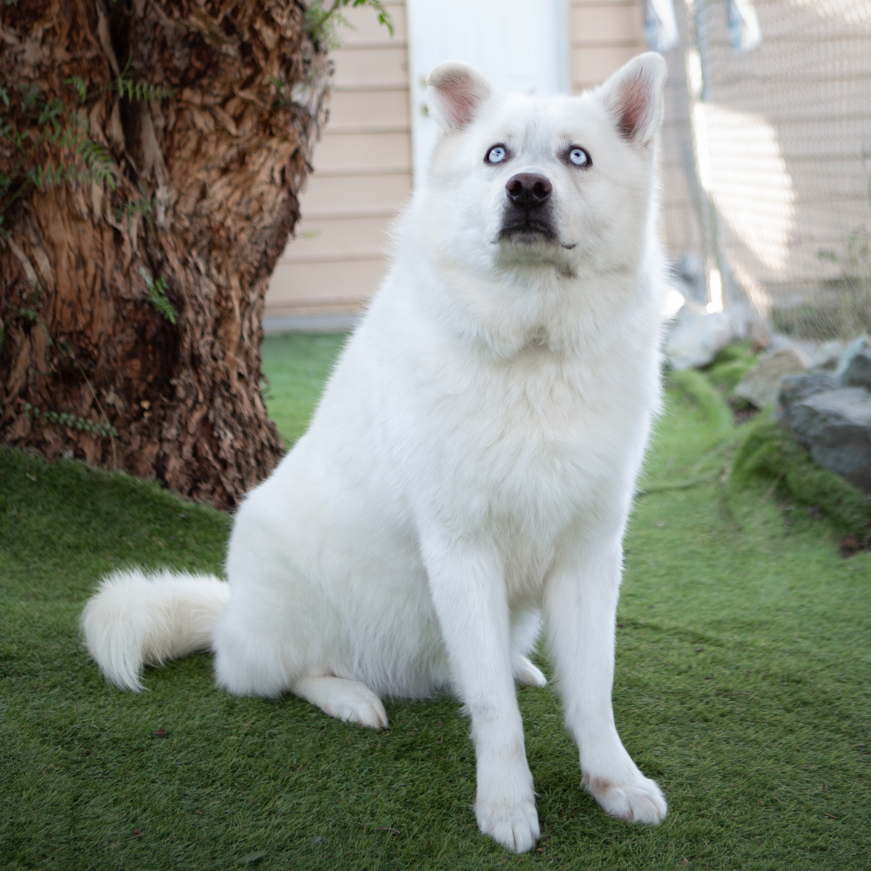 ELI BUBBA, a Adoptable mixed breed in Murrieta, CA image 1/13