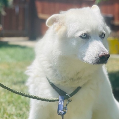 ELI BUBBA, a Adoptable mixed breed in Murrieta, CA image 4/13