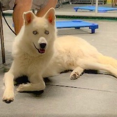 ELI BUBBA, a Adoptable mixed breed in Murrieta, CA image 5/13