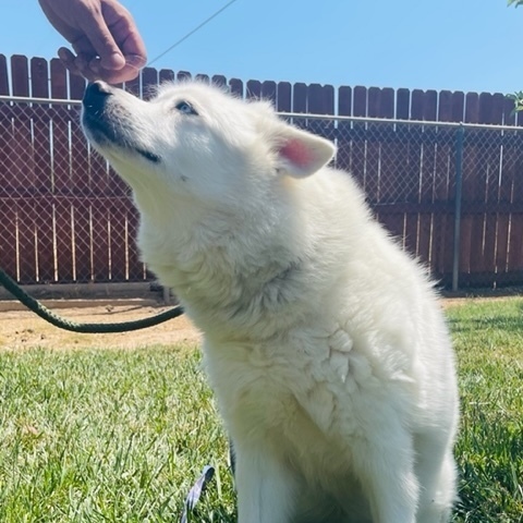 ELI BUBBA, a Adoptable mixed breed in Murrieta, CA image 6/13