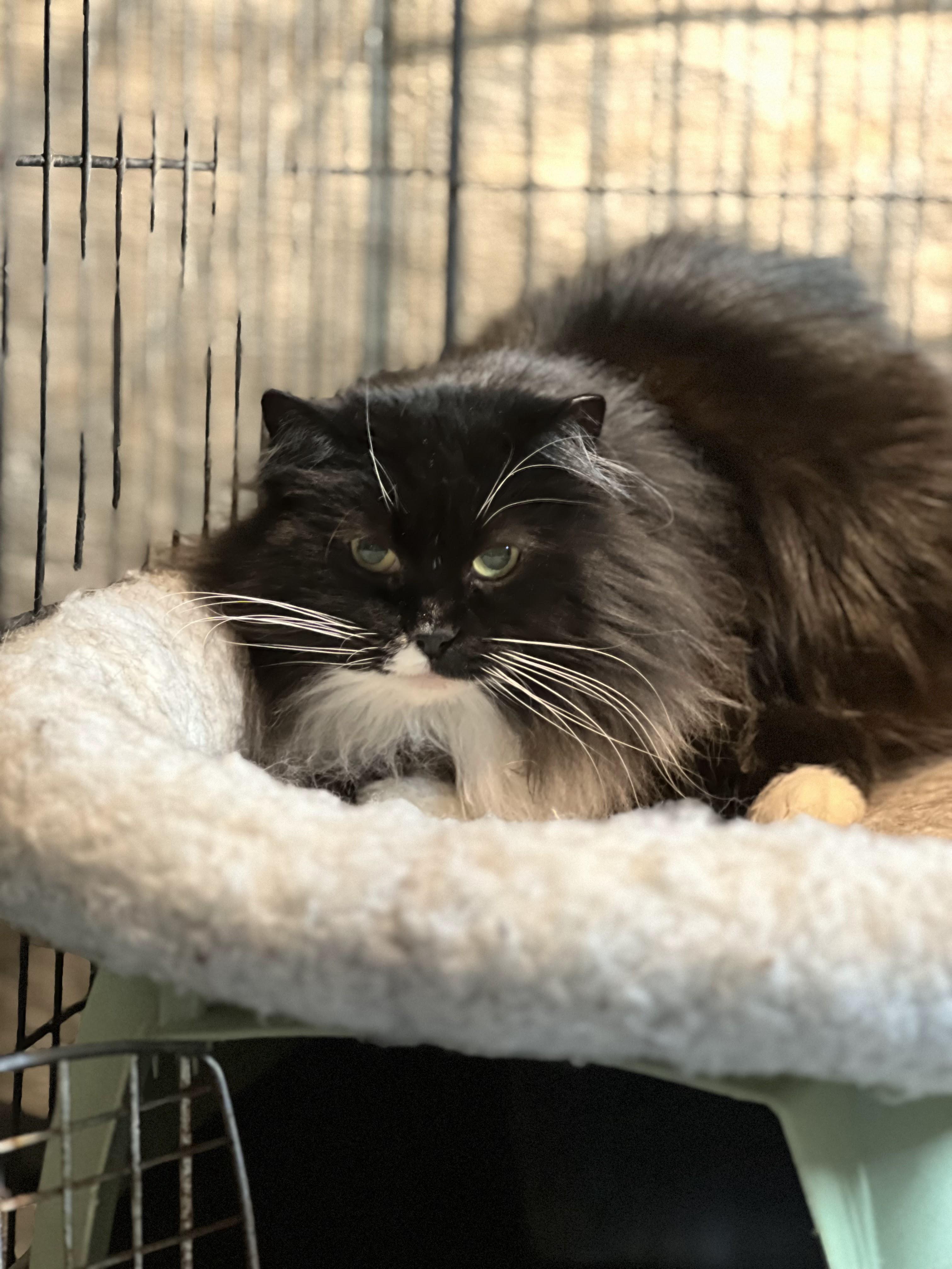 Scarlett, Adoptable, Adult Female Domestic Long Hair & Maine Coon.