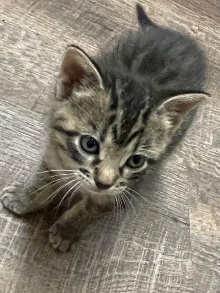 Enlarge Blue, a Adoptable mixed breed in Spooner, WI image 1/1