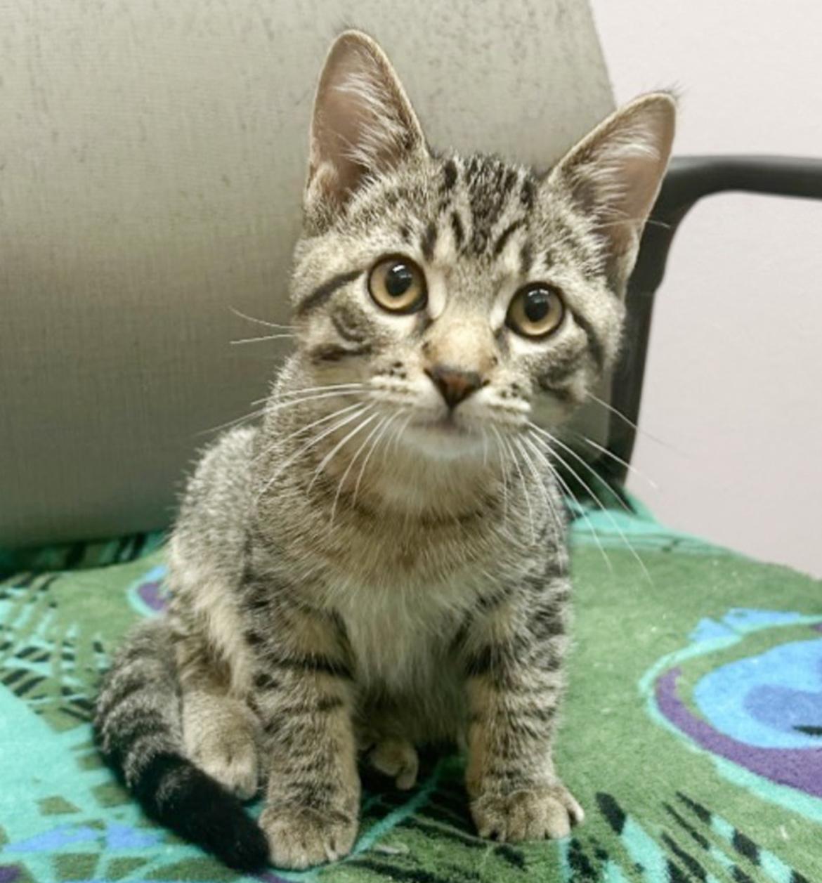 Blue, Adoptable, Kitten Male Domestic Short Hair.