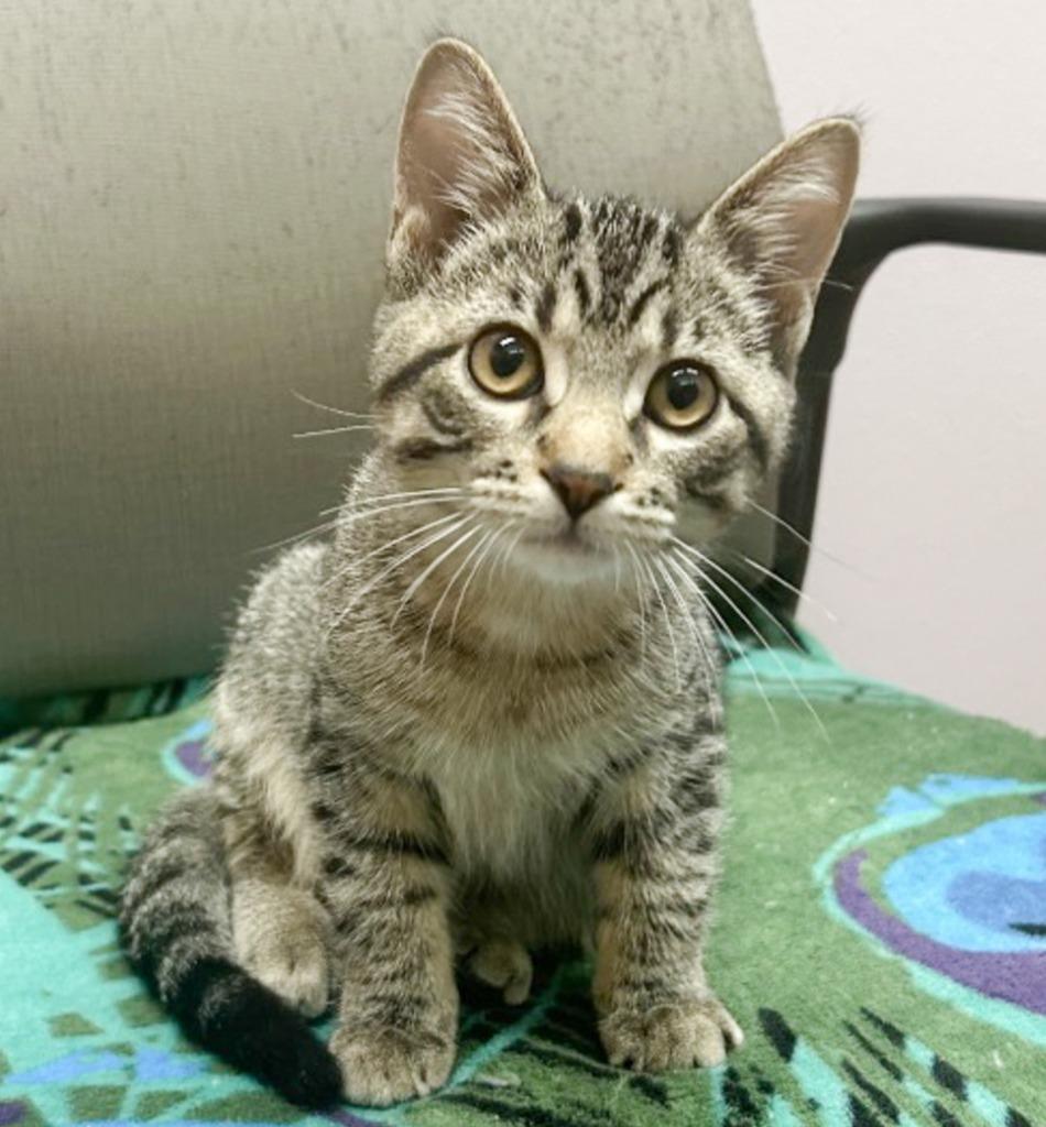 Enlarge Blue, a Adopted mixed breed in Spooner, WI image 1/1