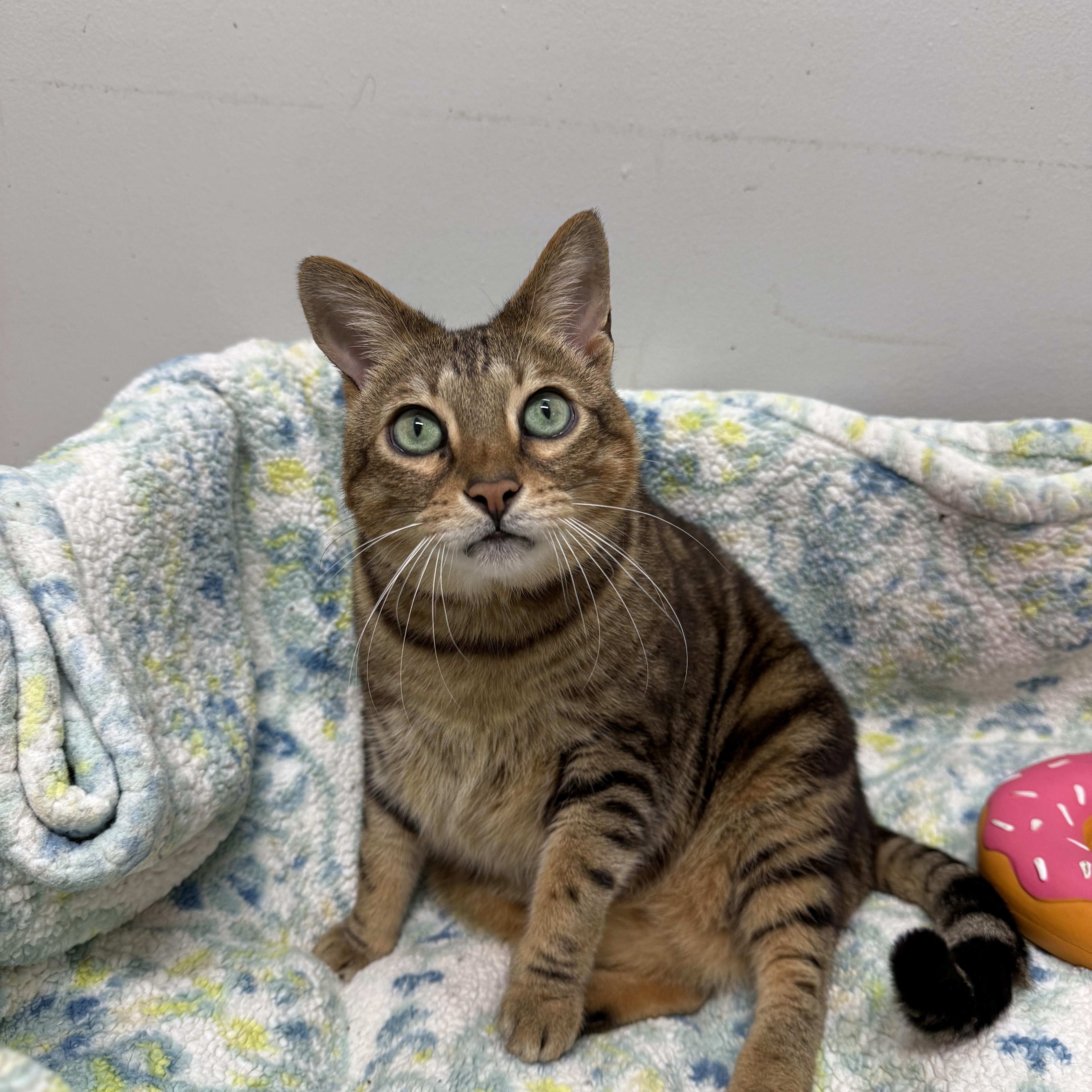 Enlarge Aja, a ADOPTABLE Savannah in Hendersonville, TN image 1/1