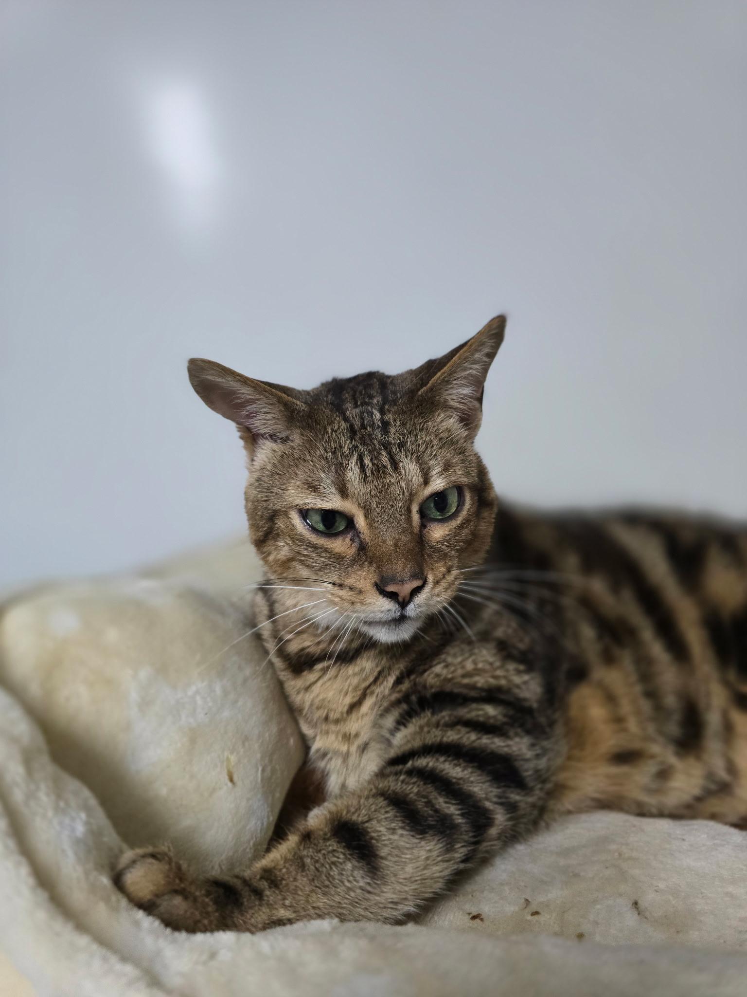 Aja, ADOPTABLE, Adult Female Savannah.
