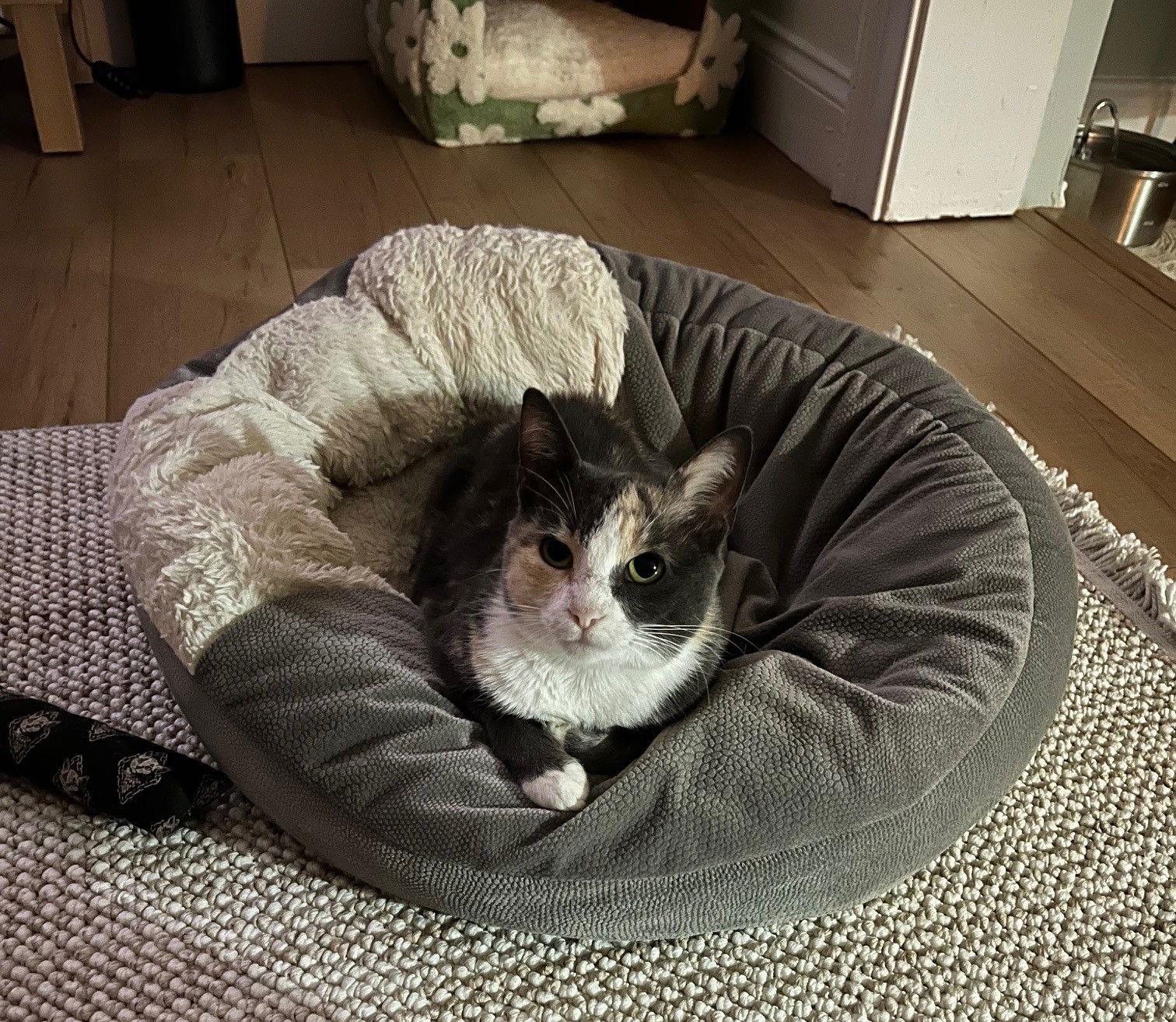 Enlarge Opal, a Adopted Calico in Orlando, FL image 1/3