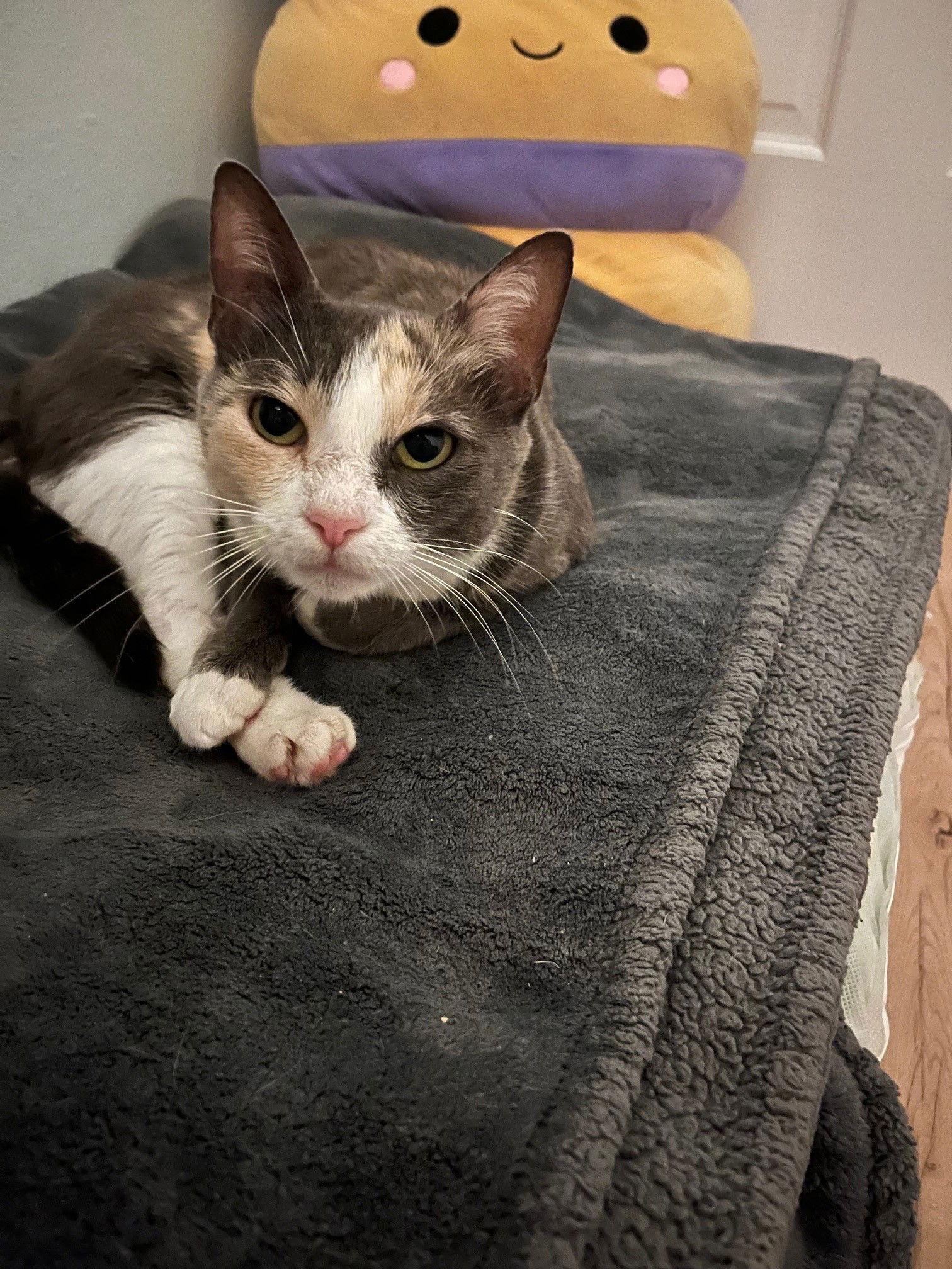 Opal, a Adoptable Calico in Orlando, FL image 1/3