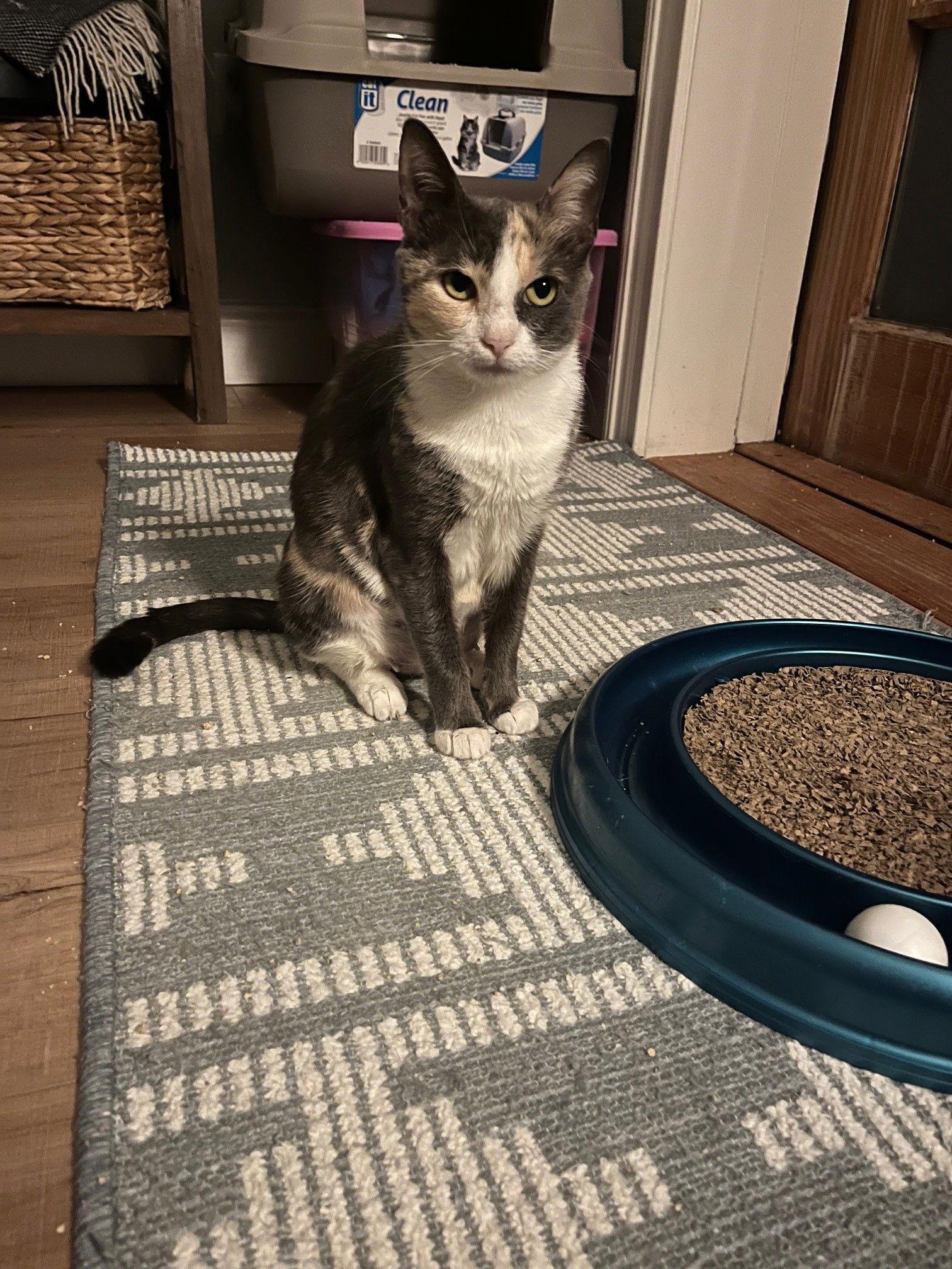 Opal, a Adoptable Calico in Orlando, FL image 2/3